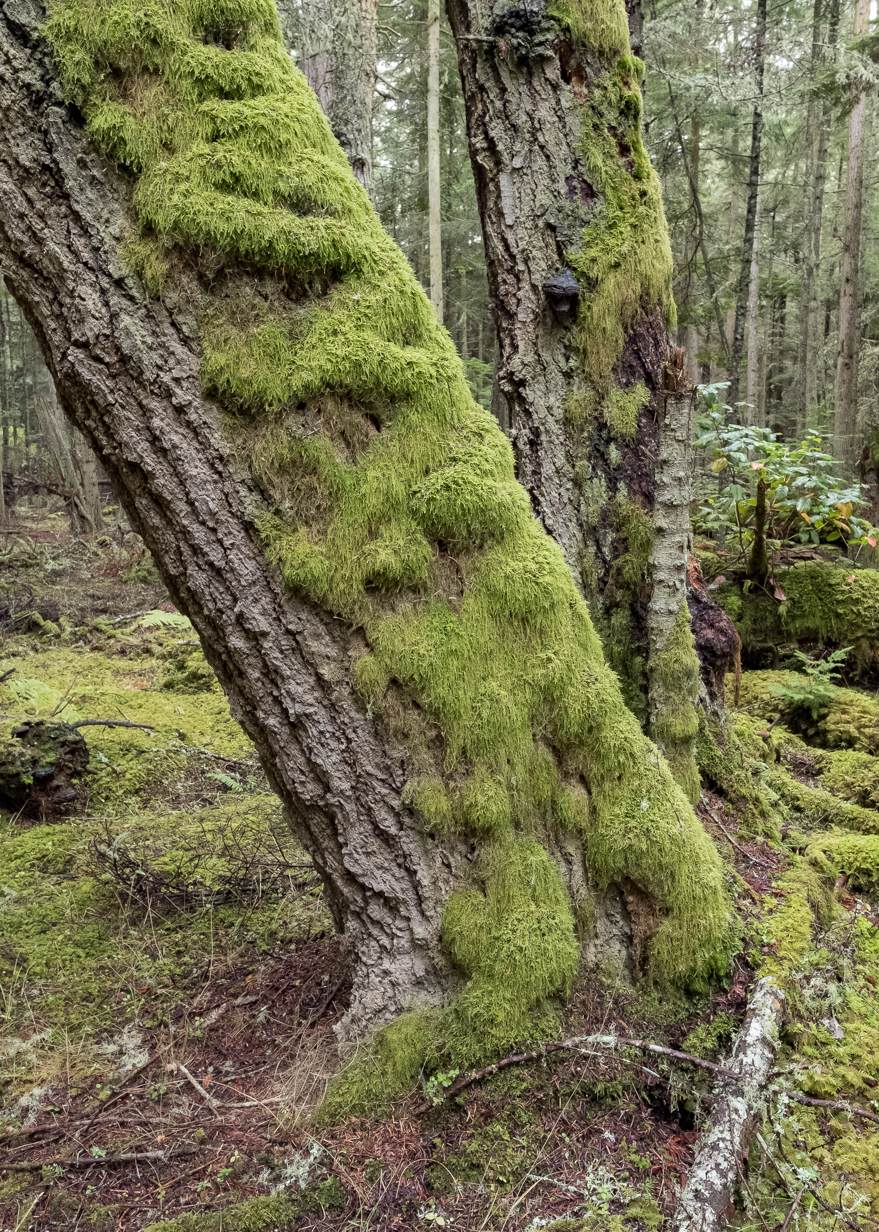 Mosses, Point Colville