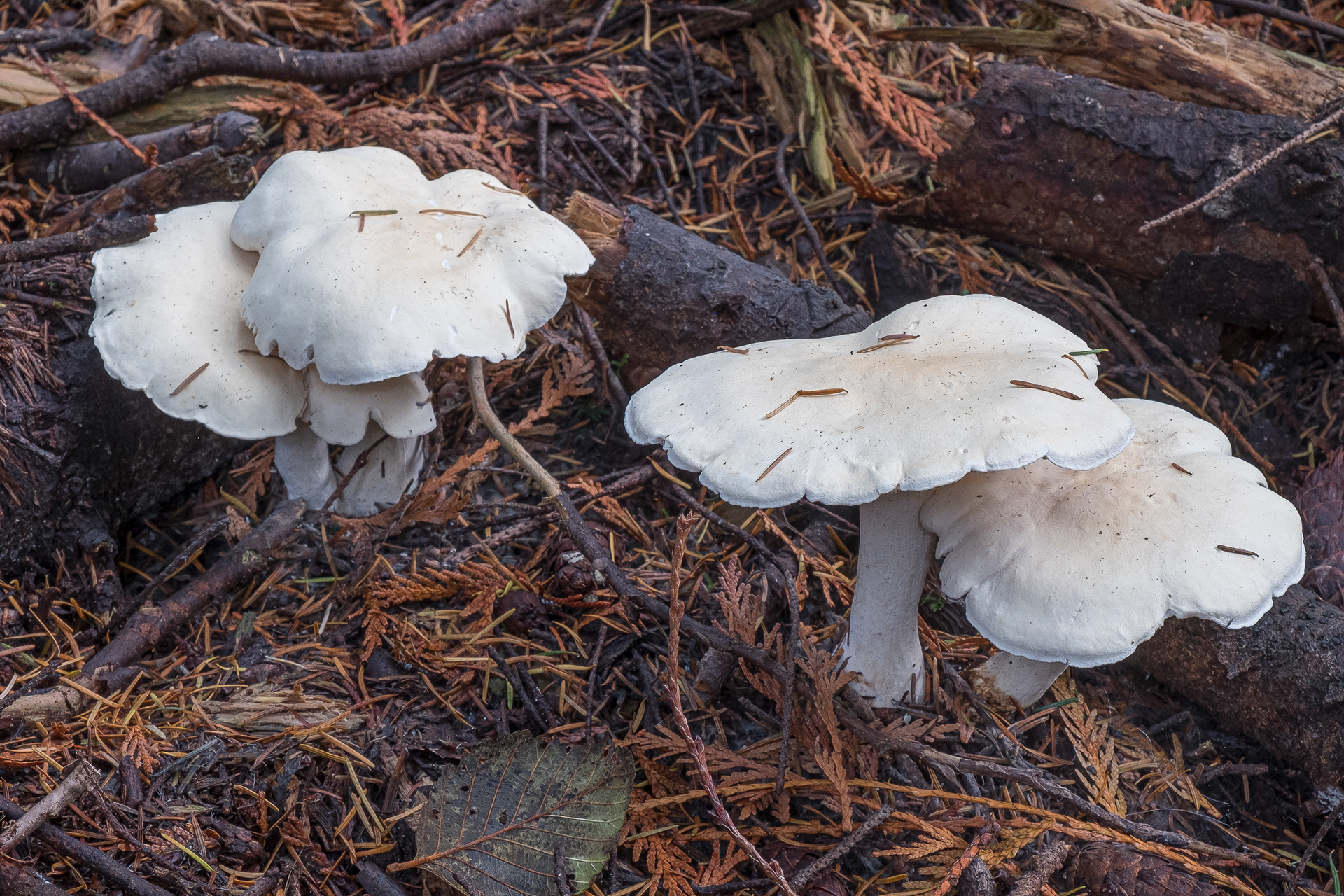 Cloudy clitocybe (Clitocybe nebularis), Lopez Hill