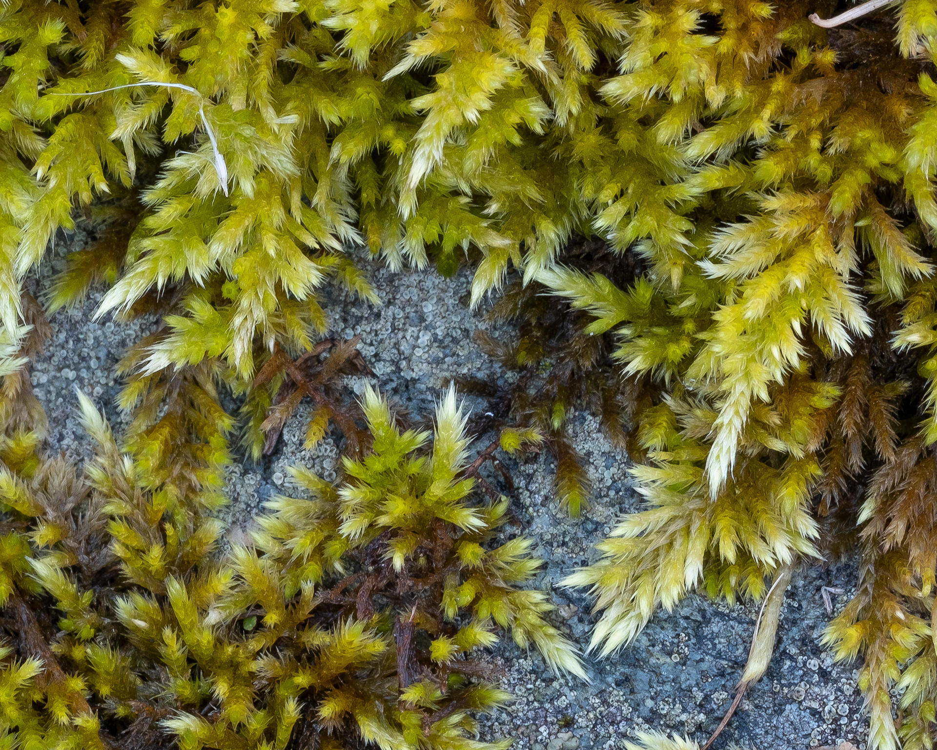Trachybryum Moss (Homalothecium megaptilum), Kjargaard Road