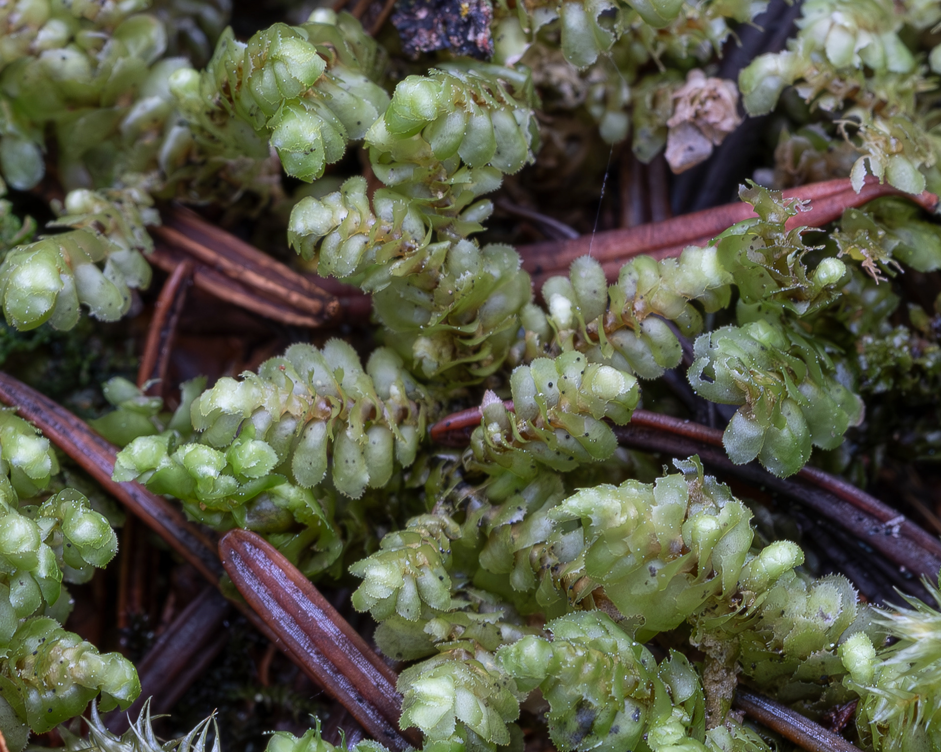 Yellow-ladle Liverwort (Scapania bolanderi), Lopez Hill