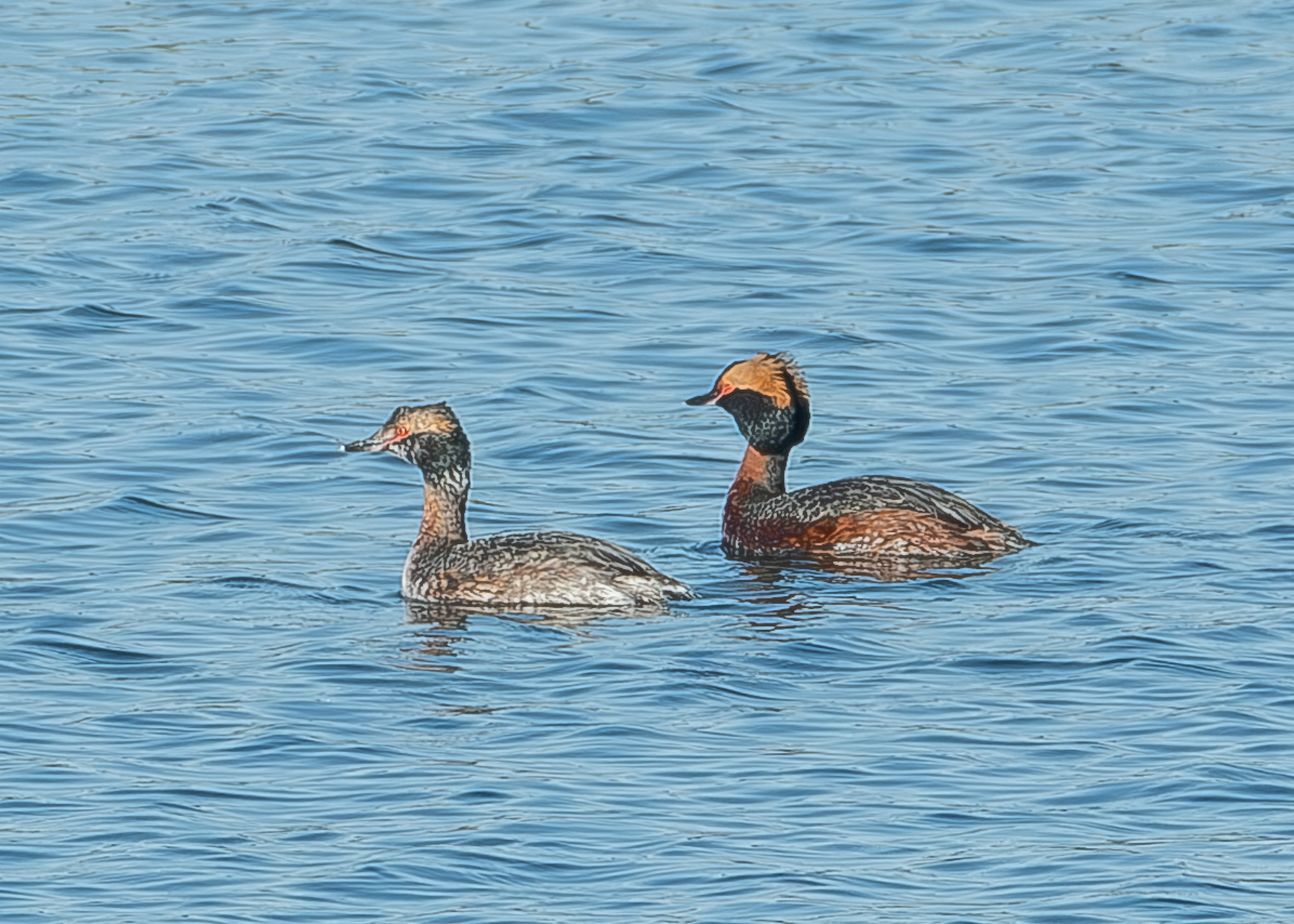 Horned Grebes, Iceberg Point