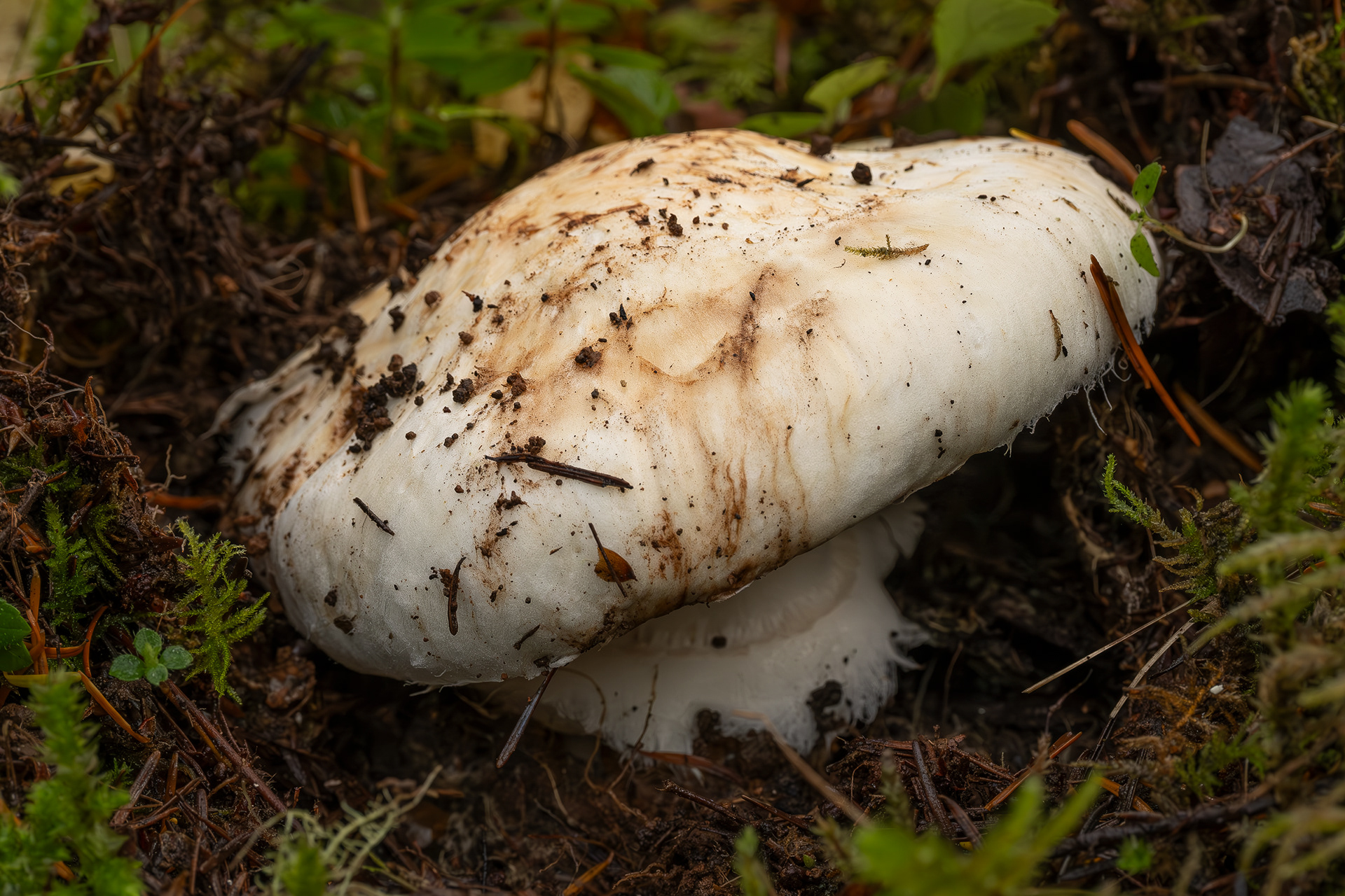 American matsutake (Tricholoma magnivelare), Chadwick Hill