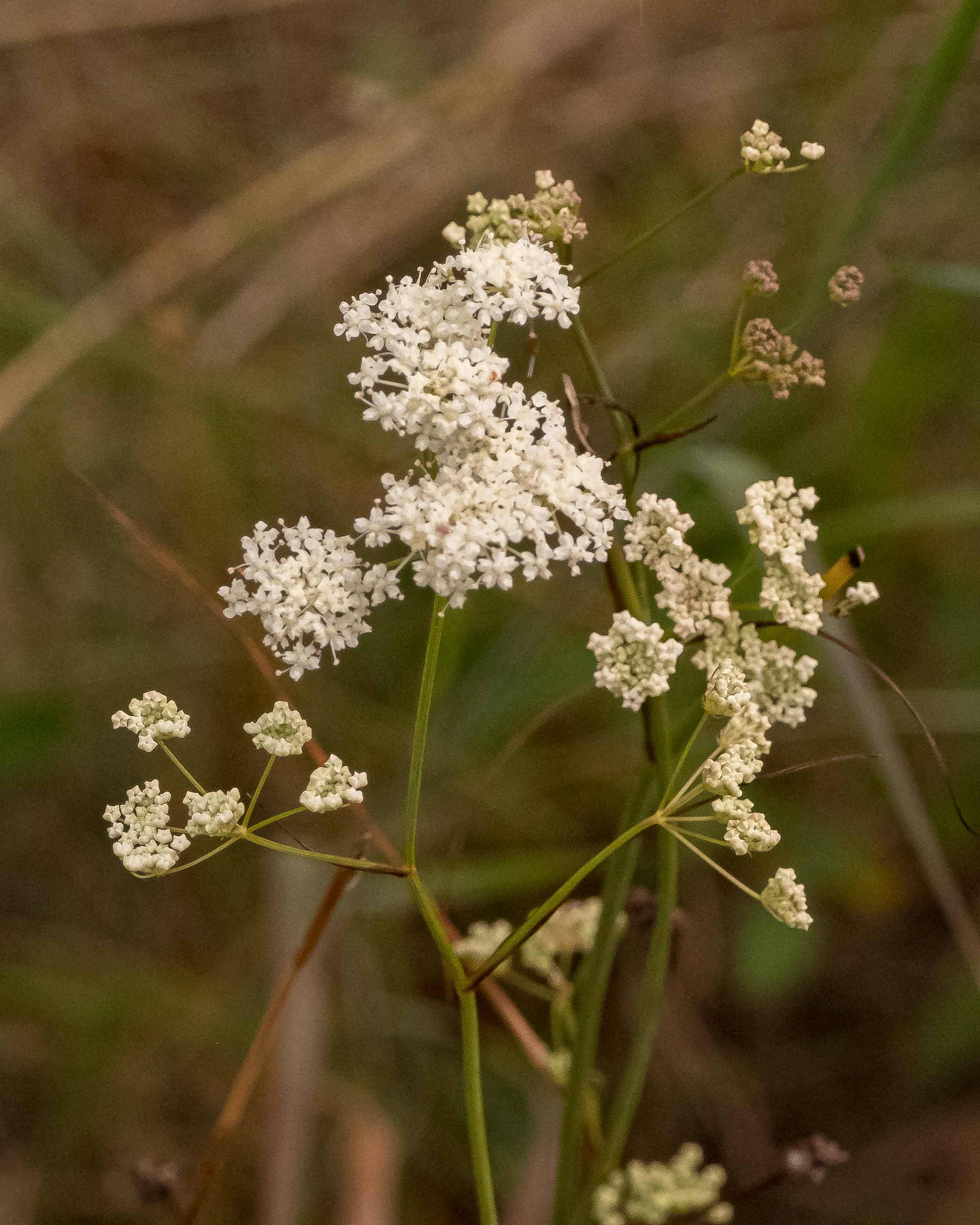 Yampah (Perideridia gairdnerii), Point Colville - Poisonous