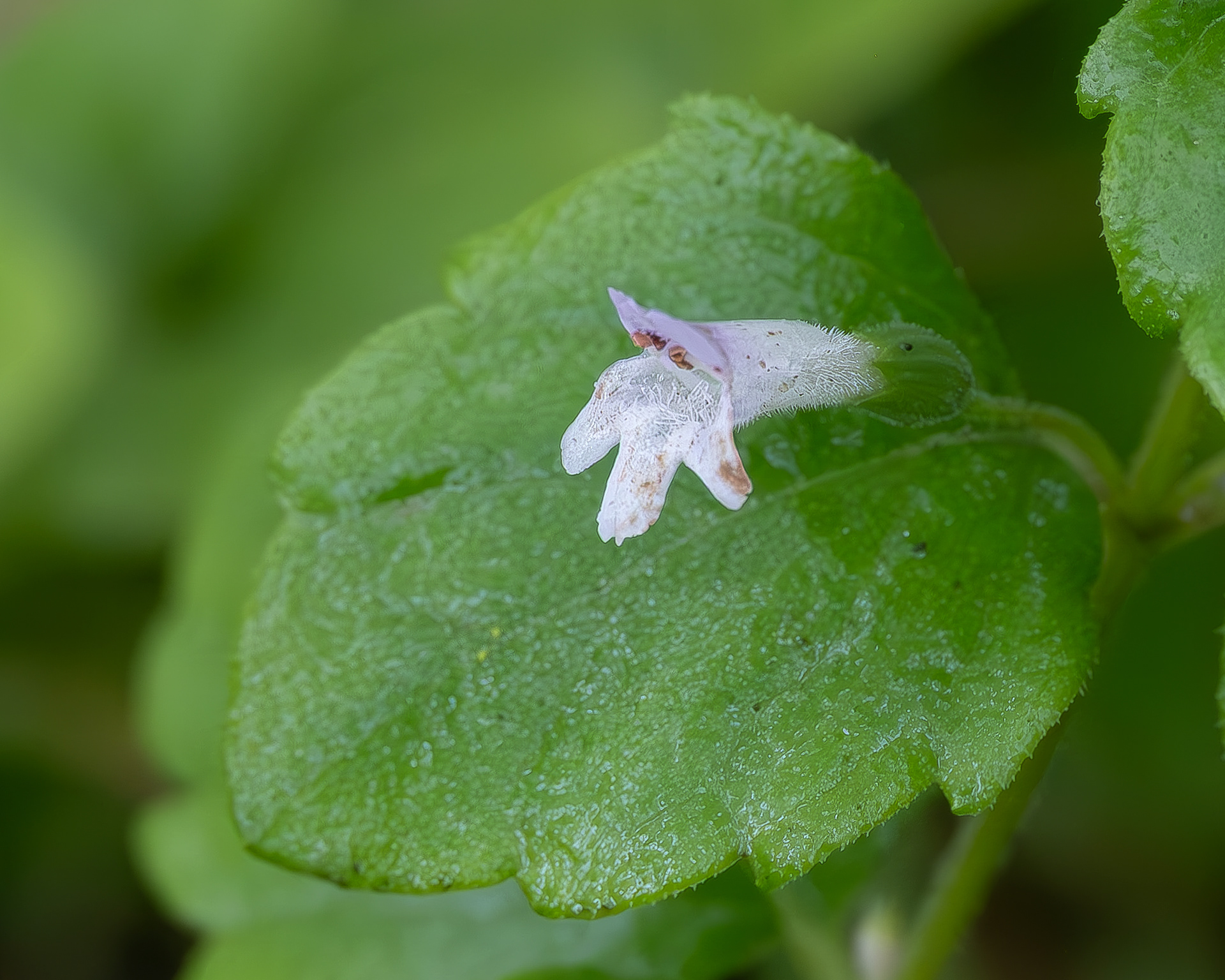 Yerba Buena (Clinopodium douglasii), Iceberg Point