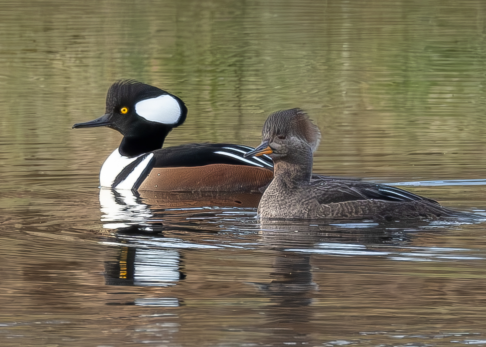 Hooded Mergansers, Kjargaard Road