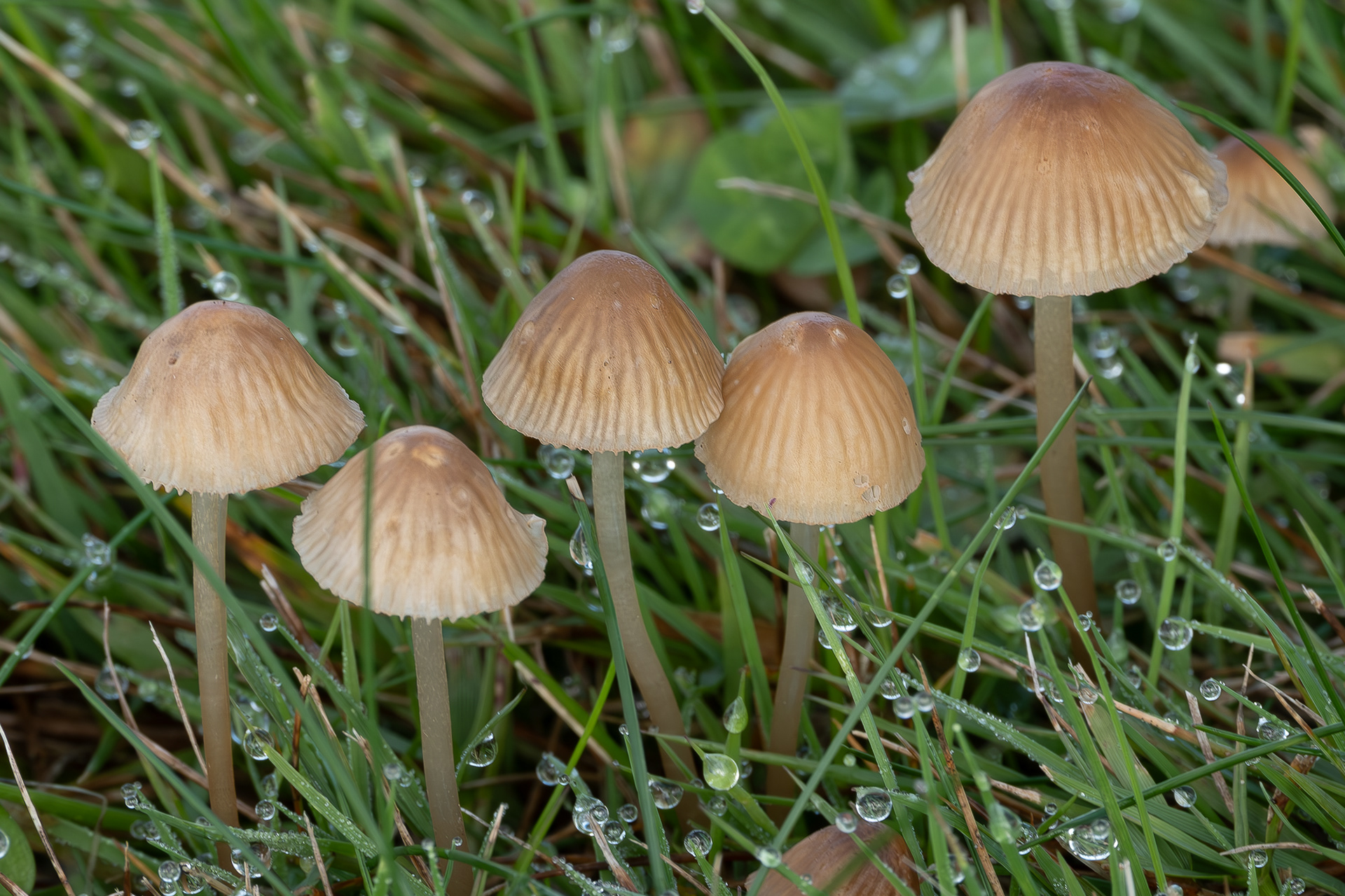 Common mycena (Mycena galericulata), Kjargaard Road
