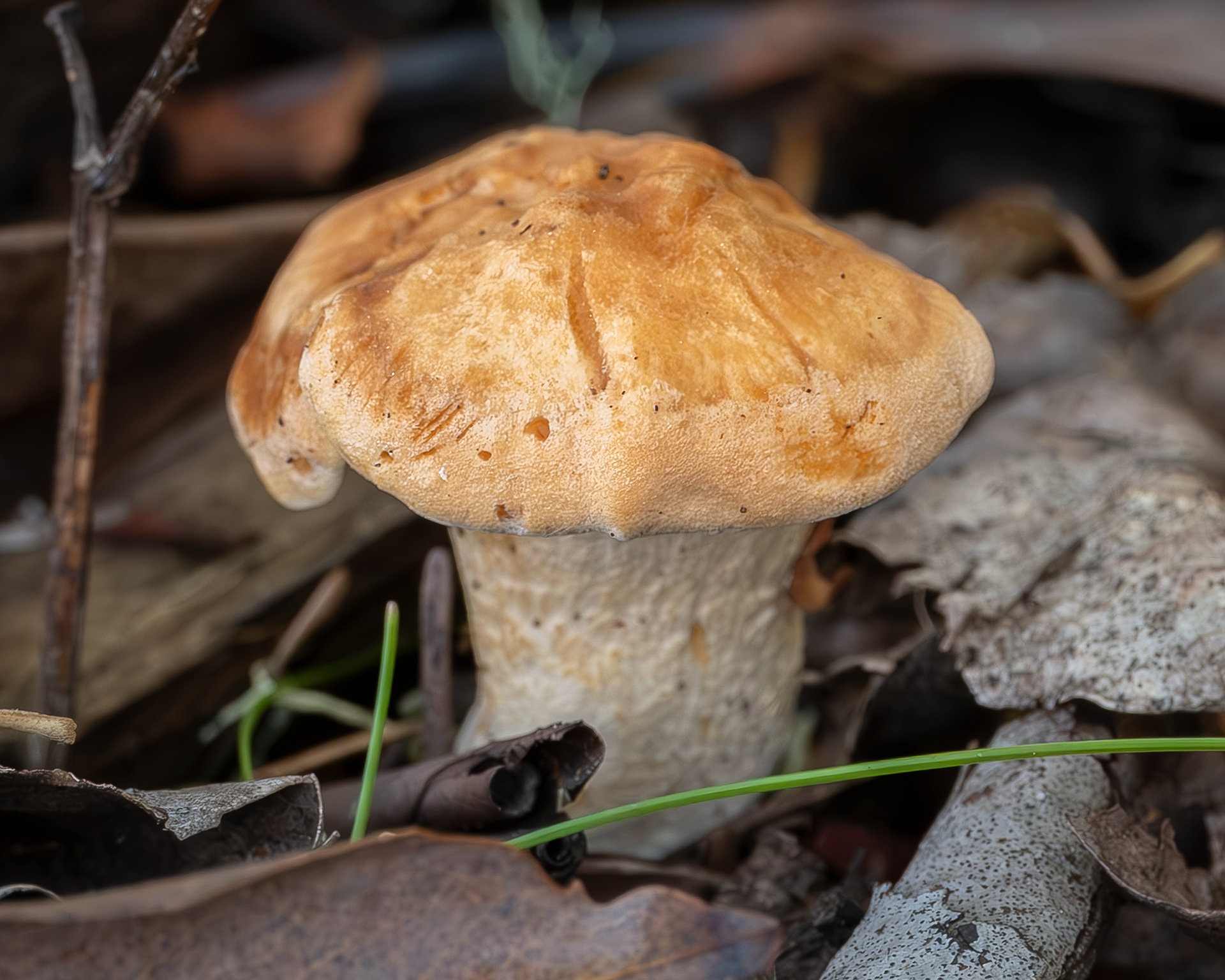 Sweet tooth (Hydnum repandum), Odlin Park