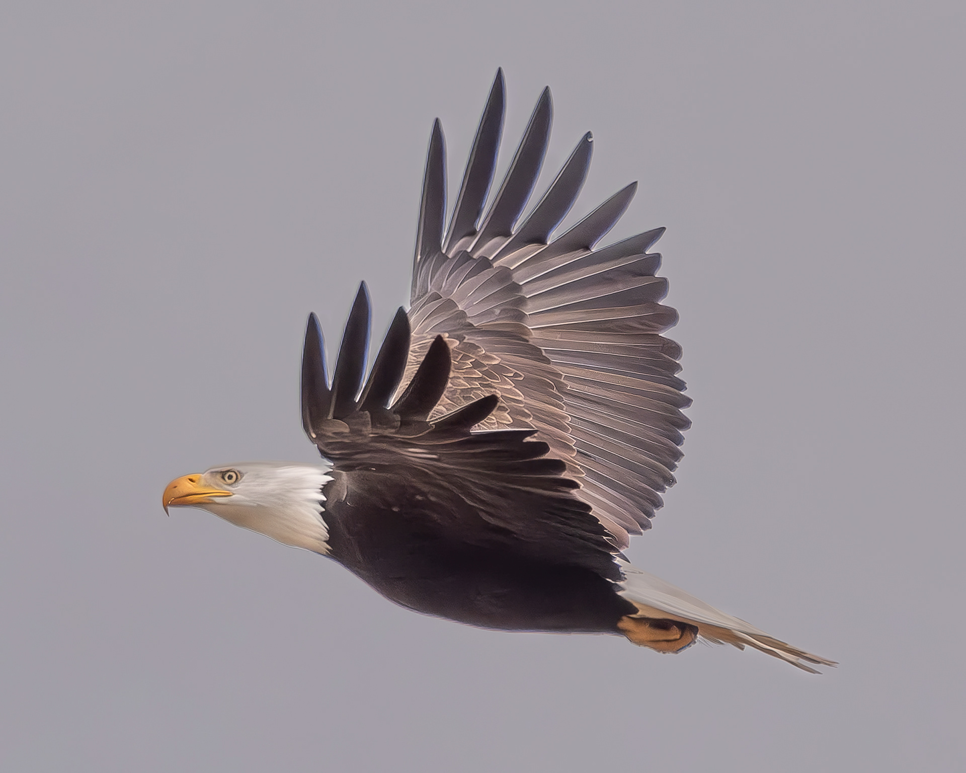 Bald Eagle, Kjargaard Road
