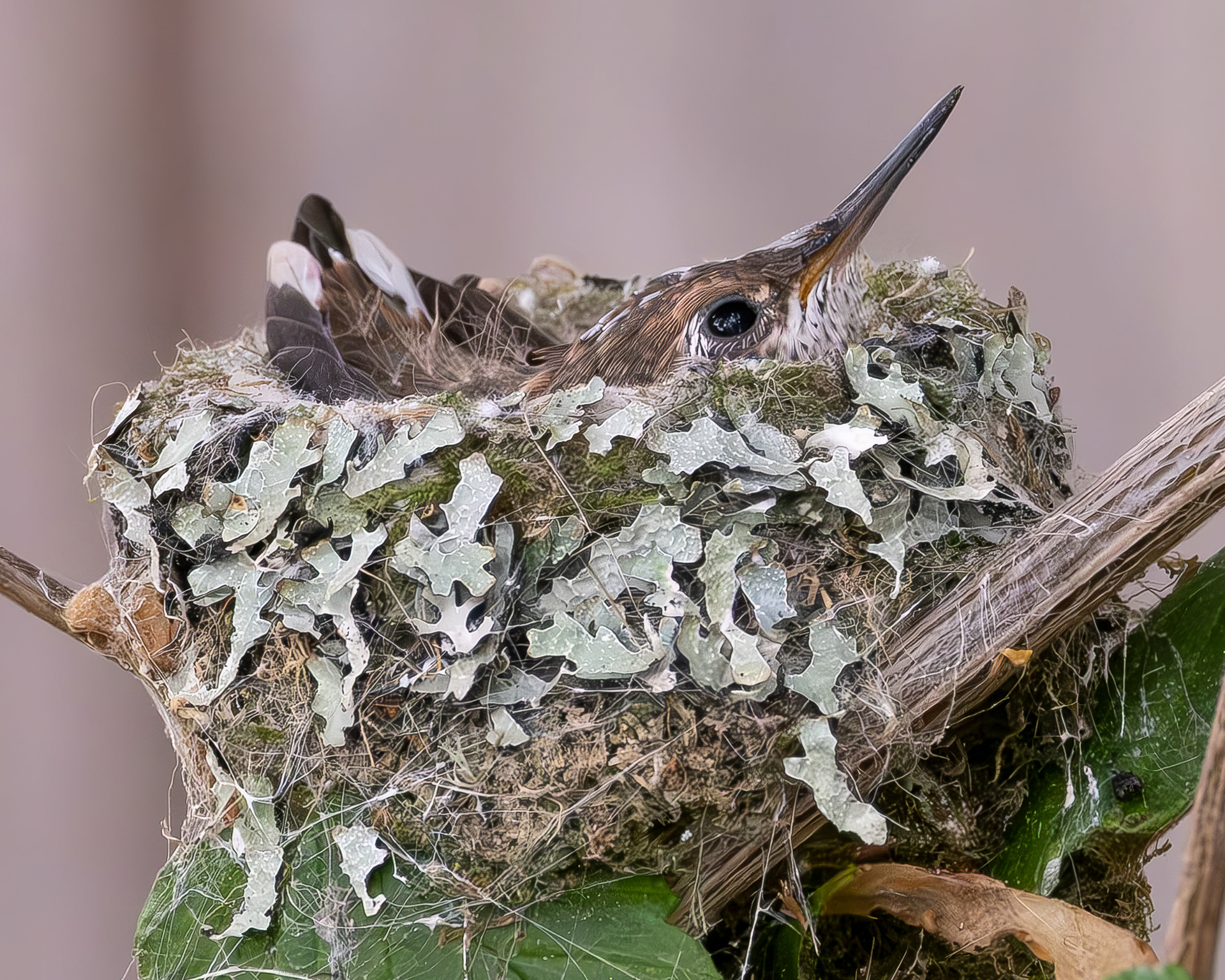 Rufous Hummingbird chick, Richardson