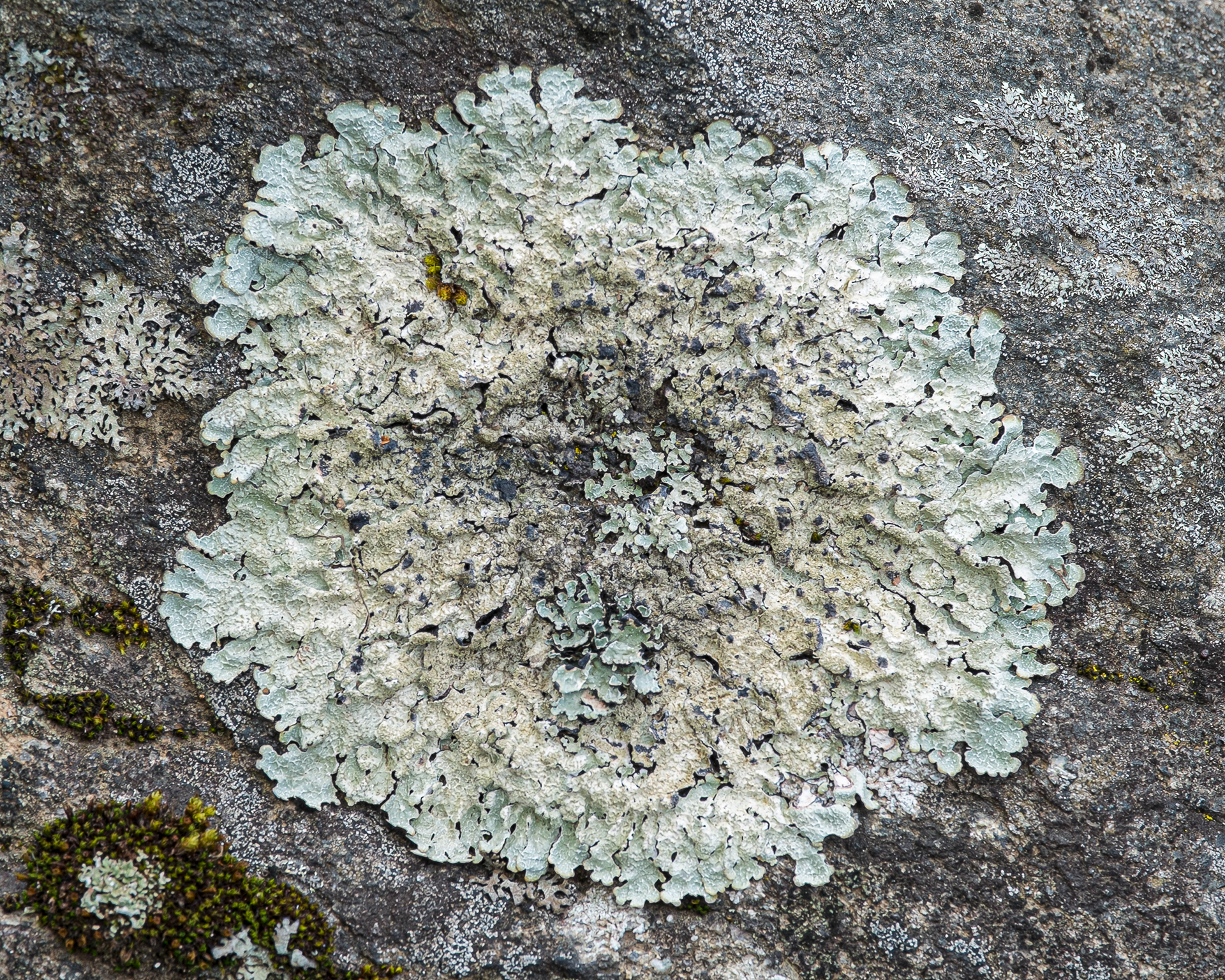 Salted Shield Lichen (Parmelia saxatilis), Shark Reef