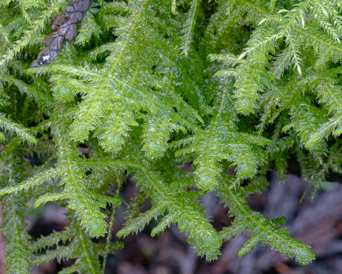 Douglas' Neckera Moss (Neckera douglasii), Hummel Lake Preserve