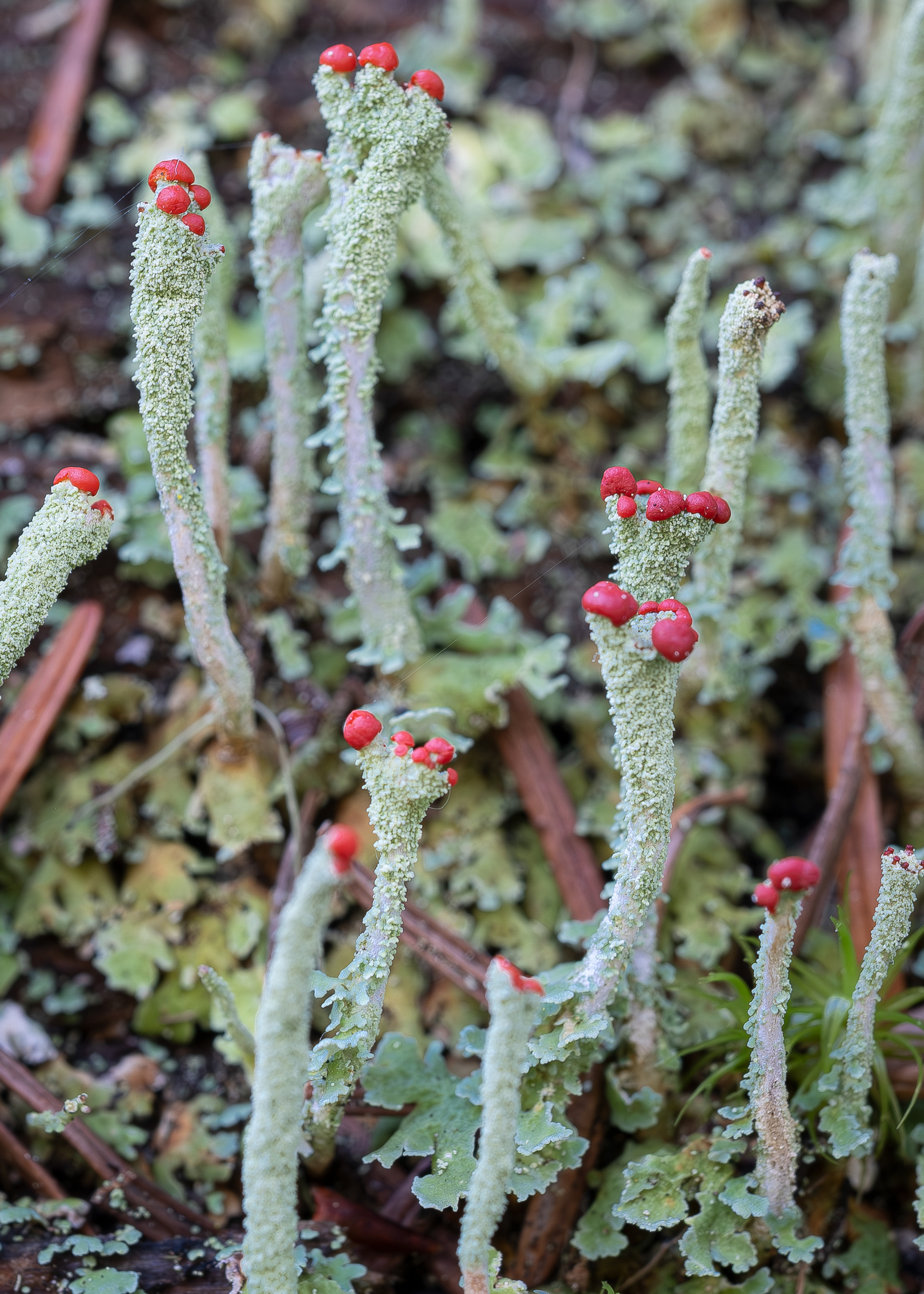 Lipstick Powderhorn (Cladonia macilenta), Lopez Hill