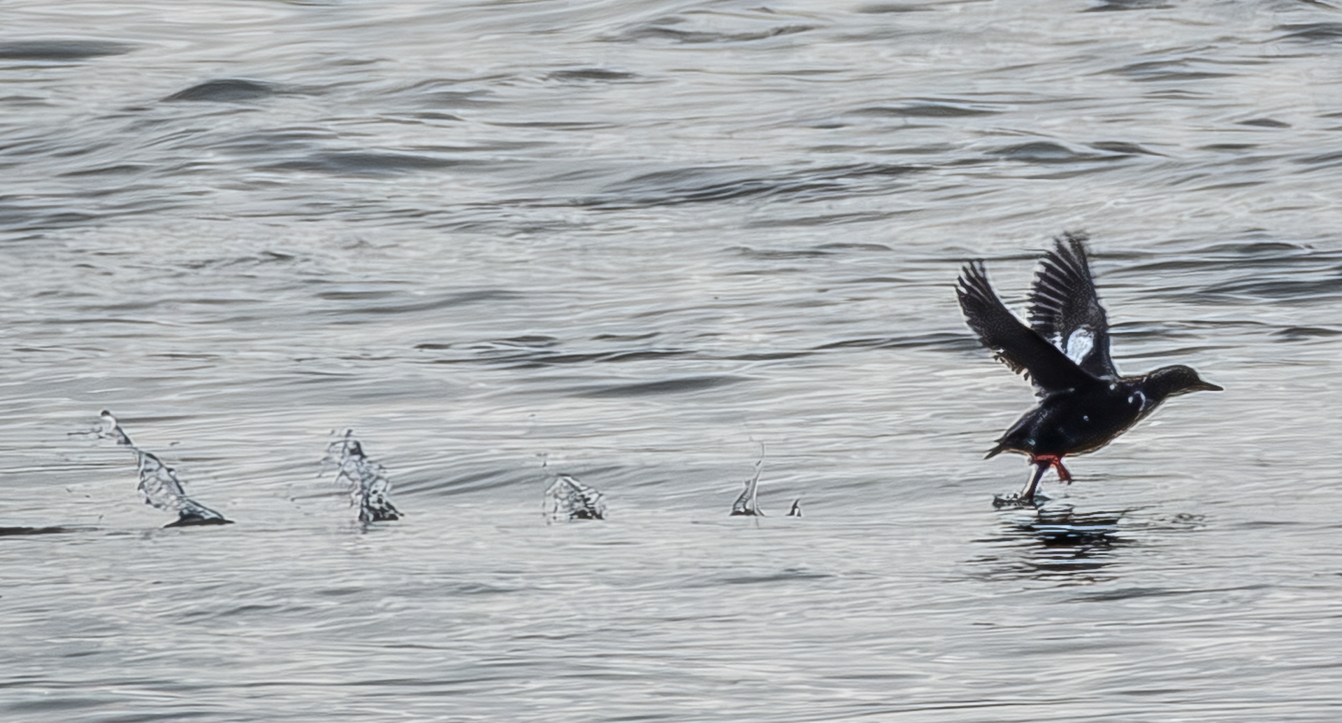 Pigeon Guillemot, Cattle Pass