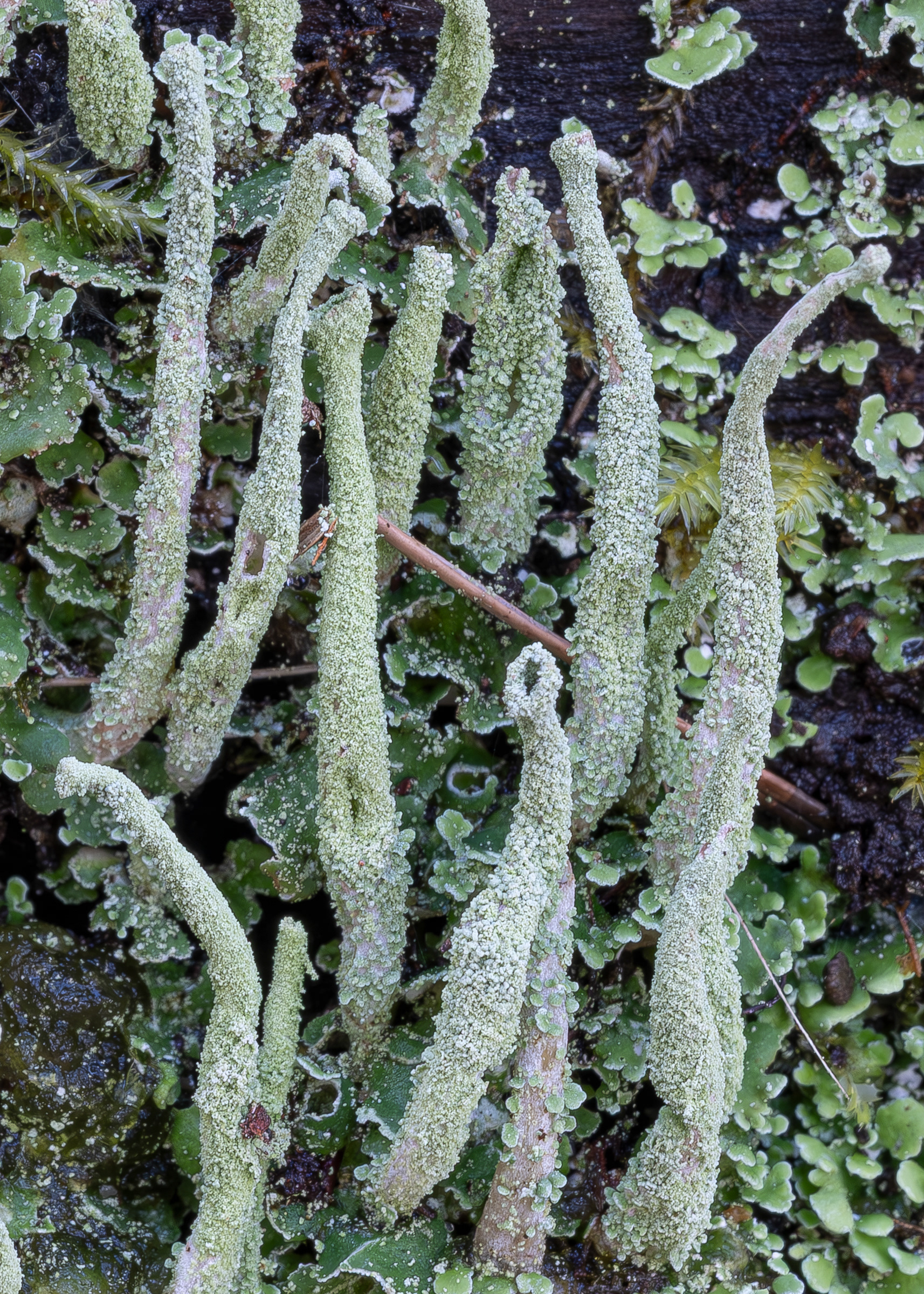 Common Powderhorn (Cladonia conioncraea), Upright Channel Preserve