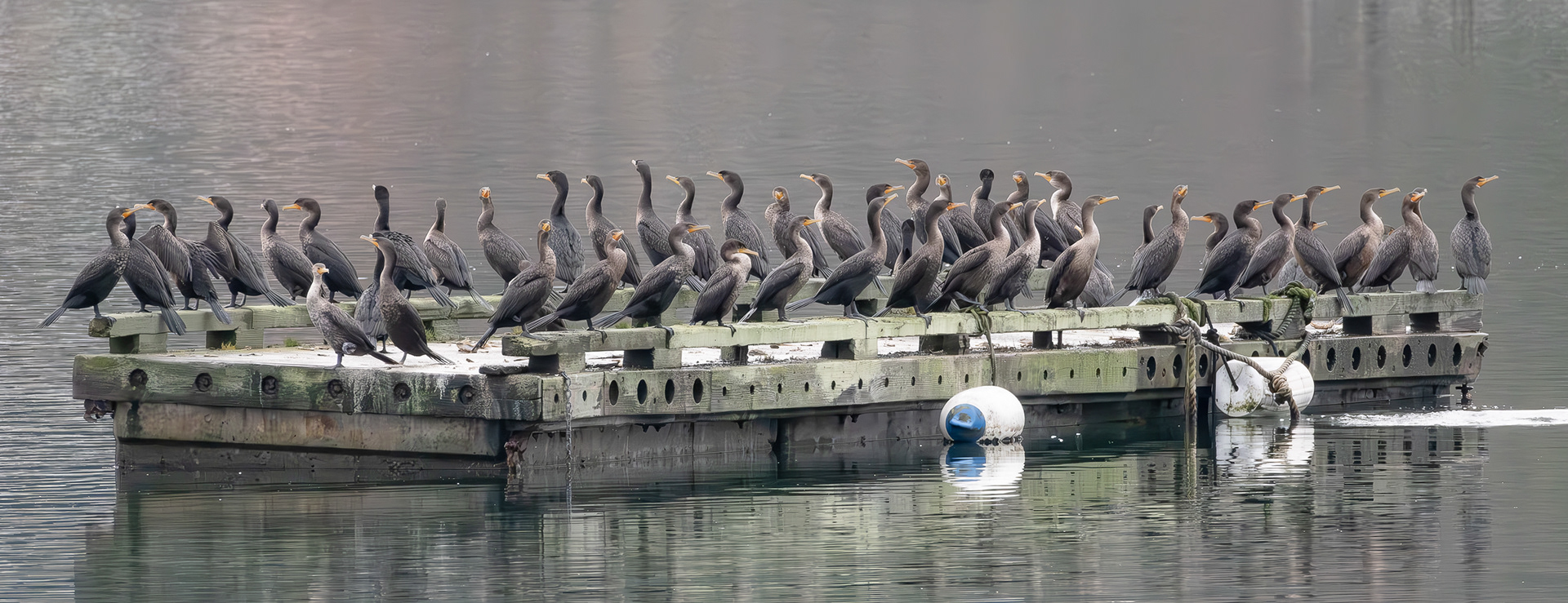 Double-crested Cormorants, Fisherman Bay