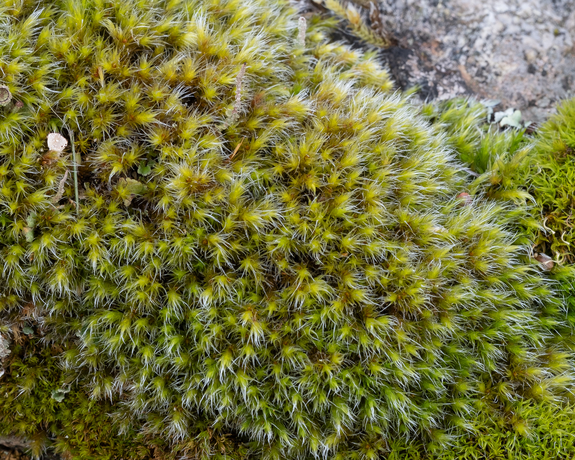 Yellow-green Rock Moss (Racomitrium heterostichum), Kjargaard Road