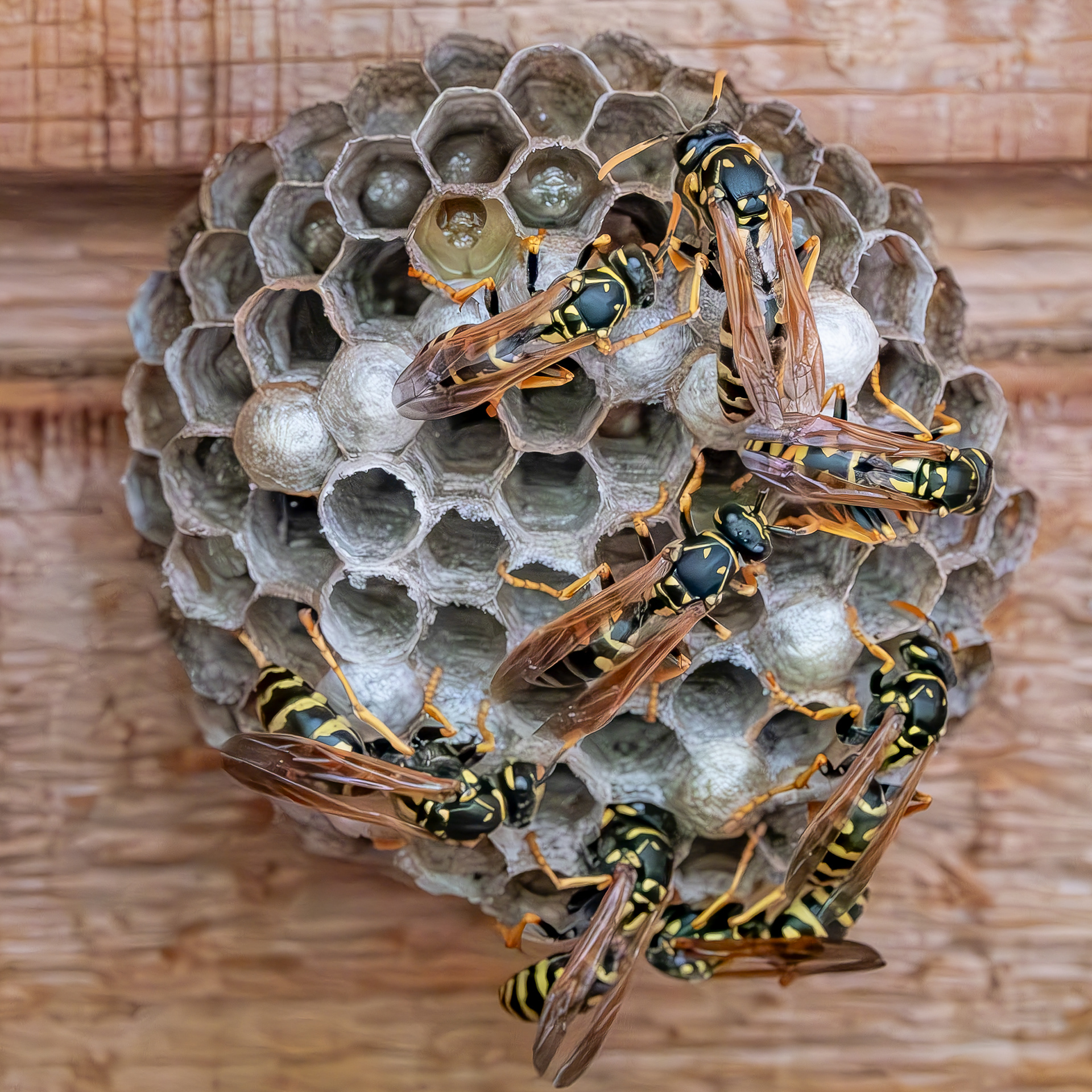 European Paper Wasp (Polistes dominula), Kjargaard Road