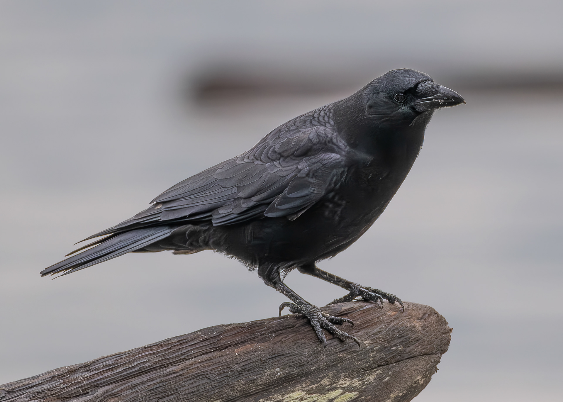 American Crow, Odlin Park