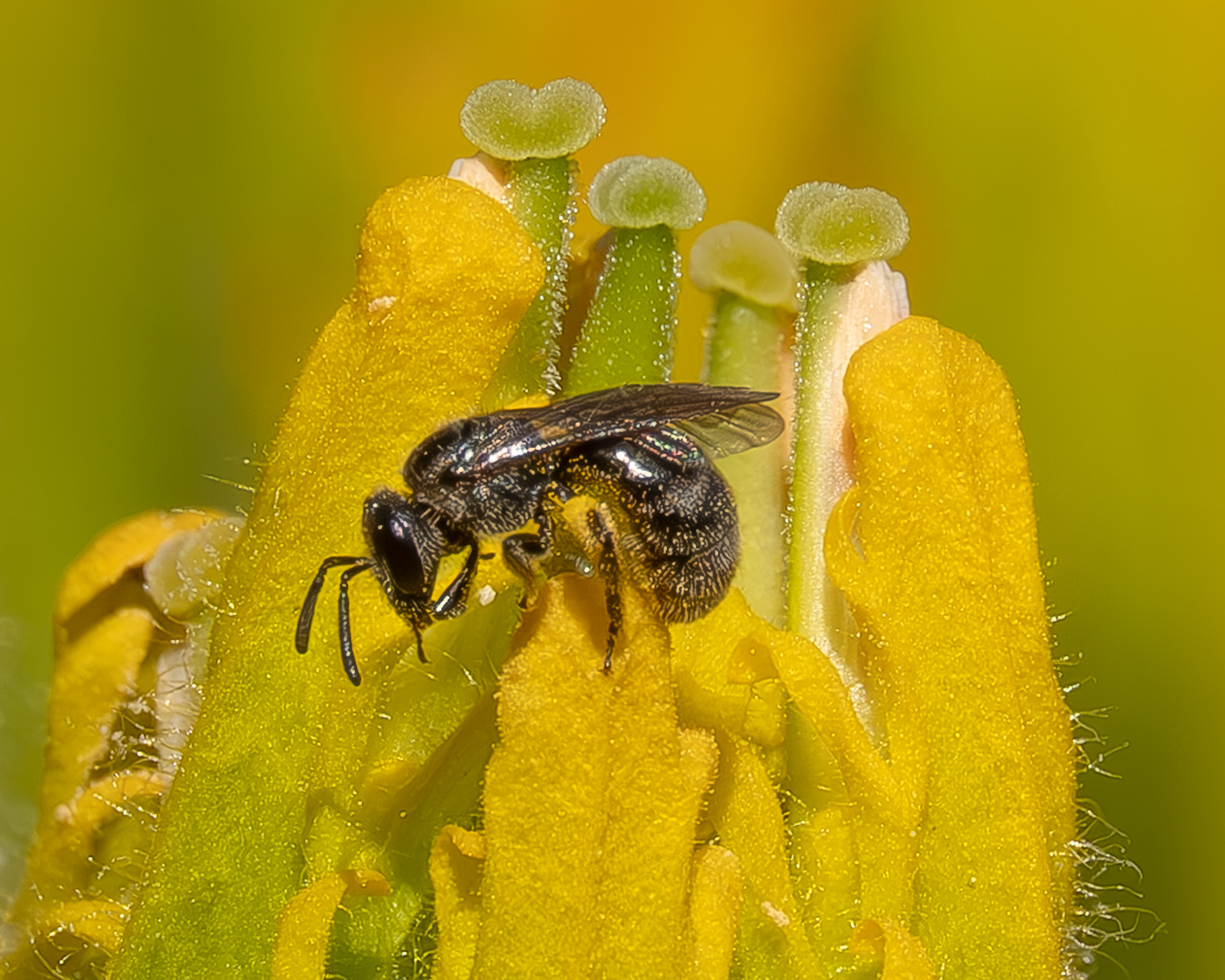 Cuckoo Bee, Sweat Bee (Sphecodes), Kjargaard Road