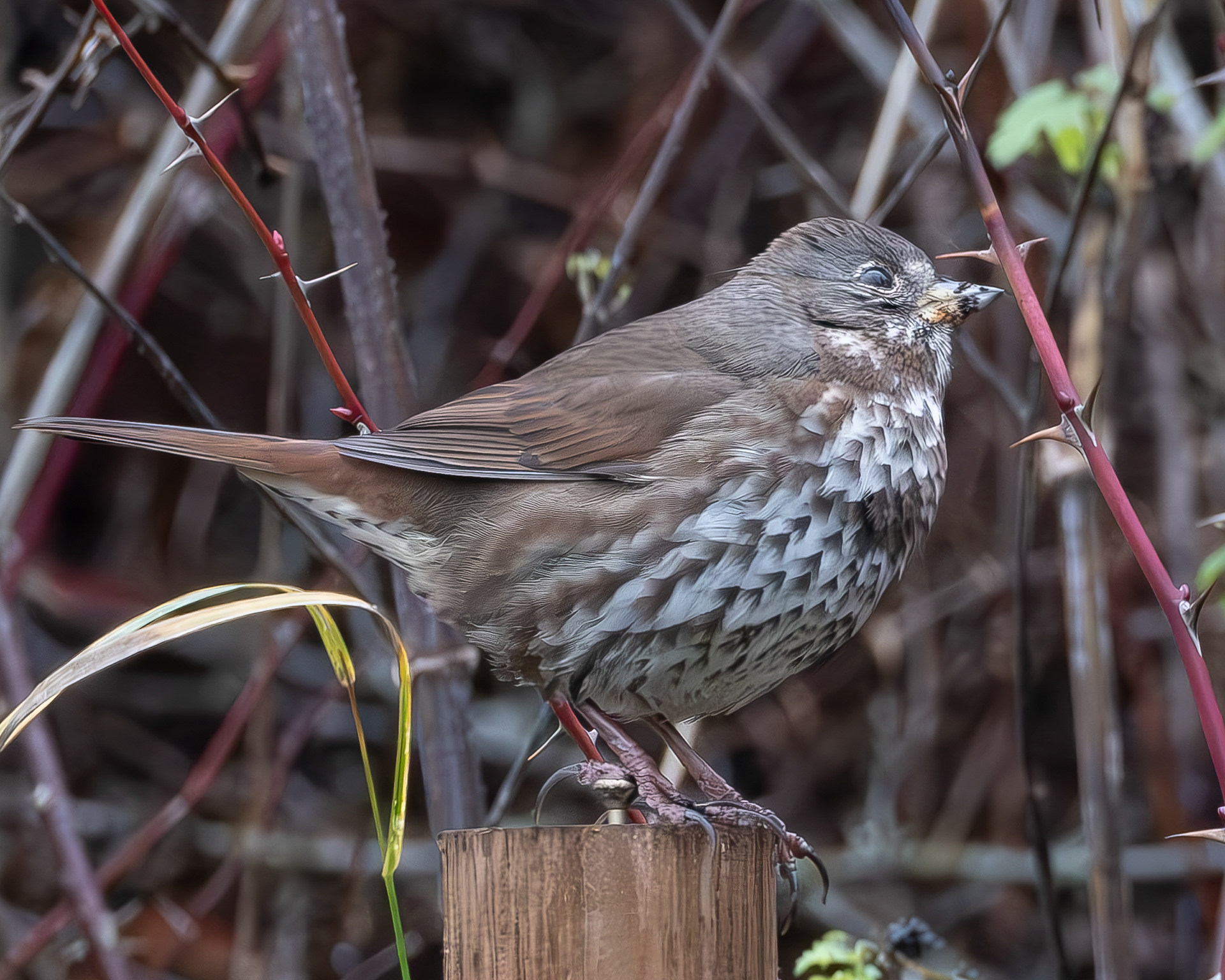 Fox Sparrow, Kjargaard Road