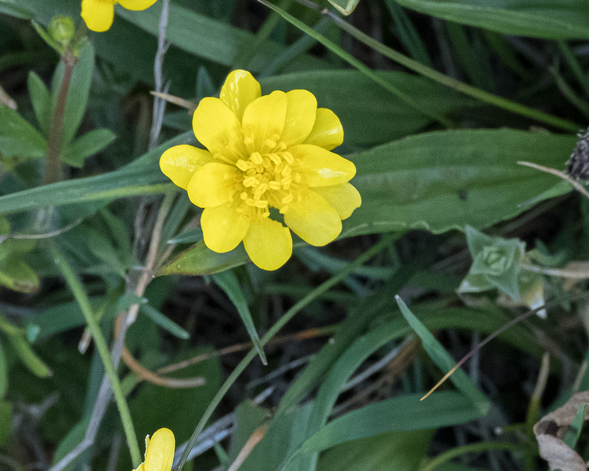 California buttercup (Ranunculus califonicus), Iceberg Point