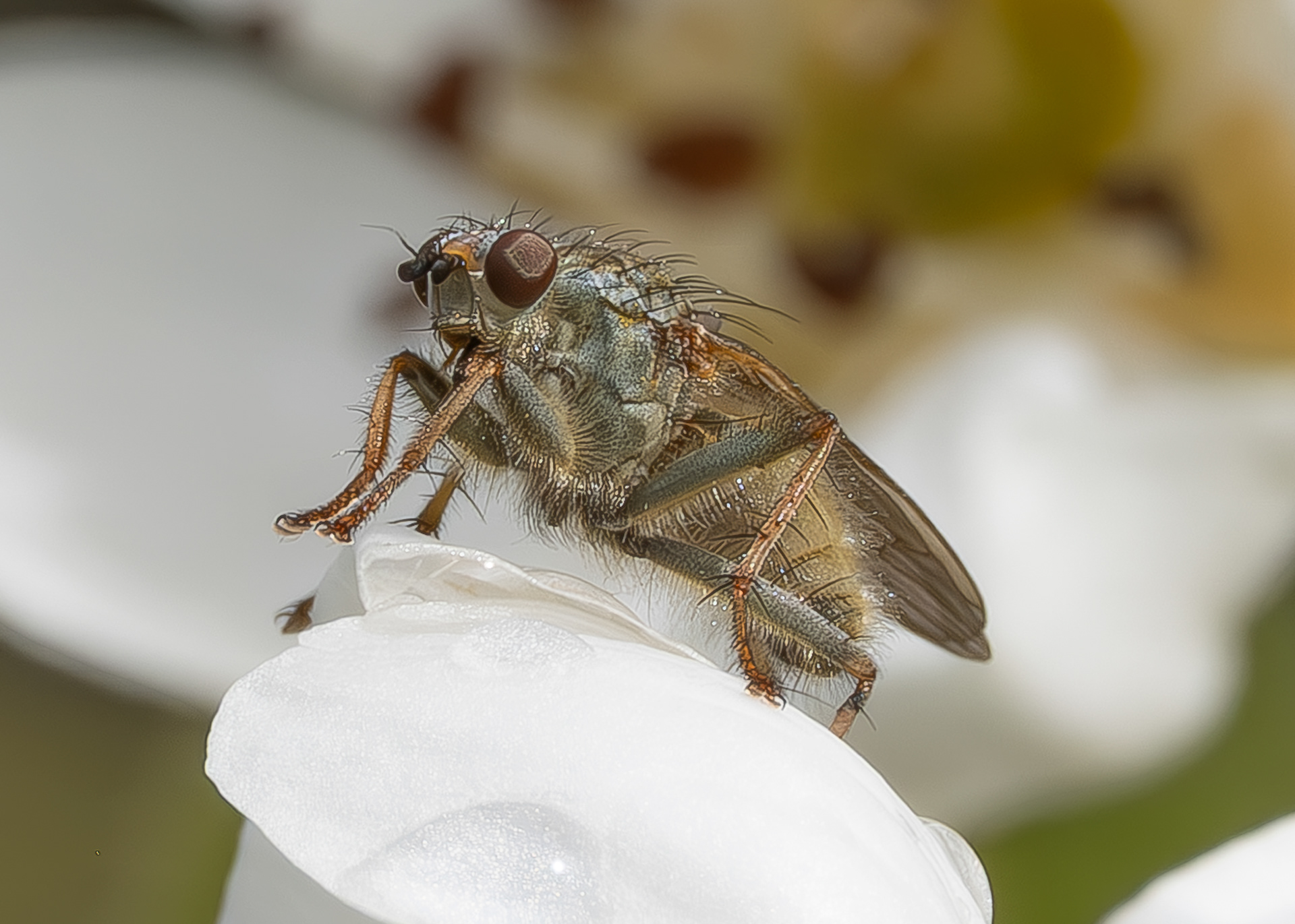 Golden Dung Fly (Scathophaga stercoraria), Kjargaard Road