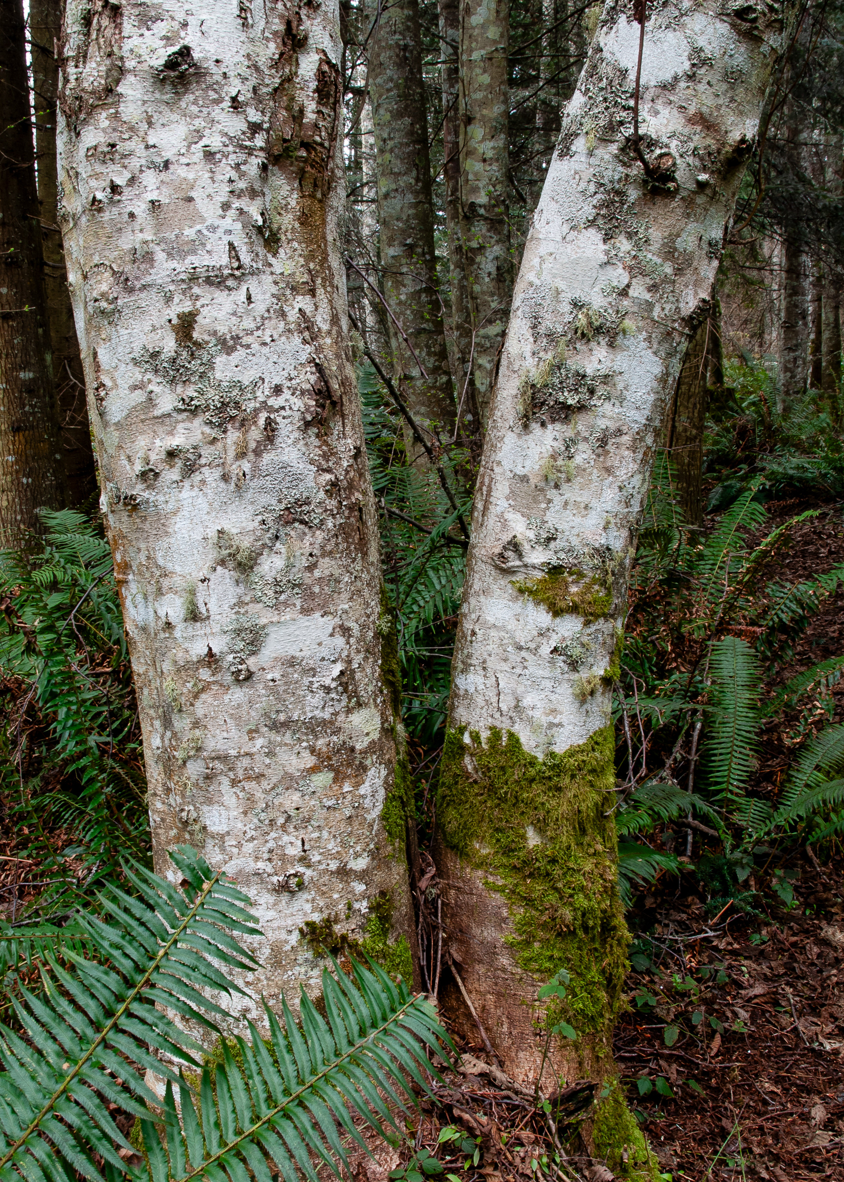 Alders, Chadwick Marsh