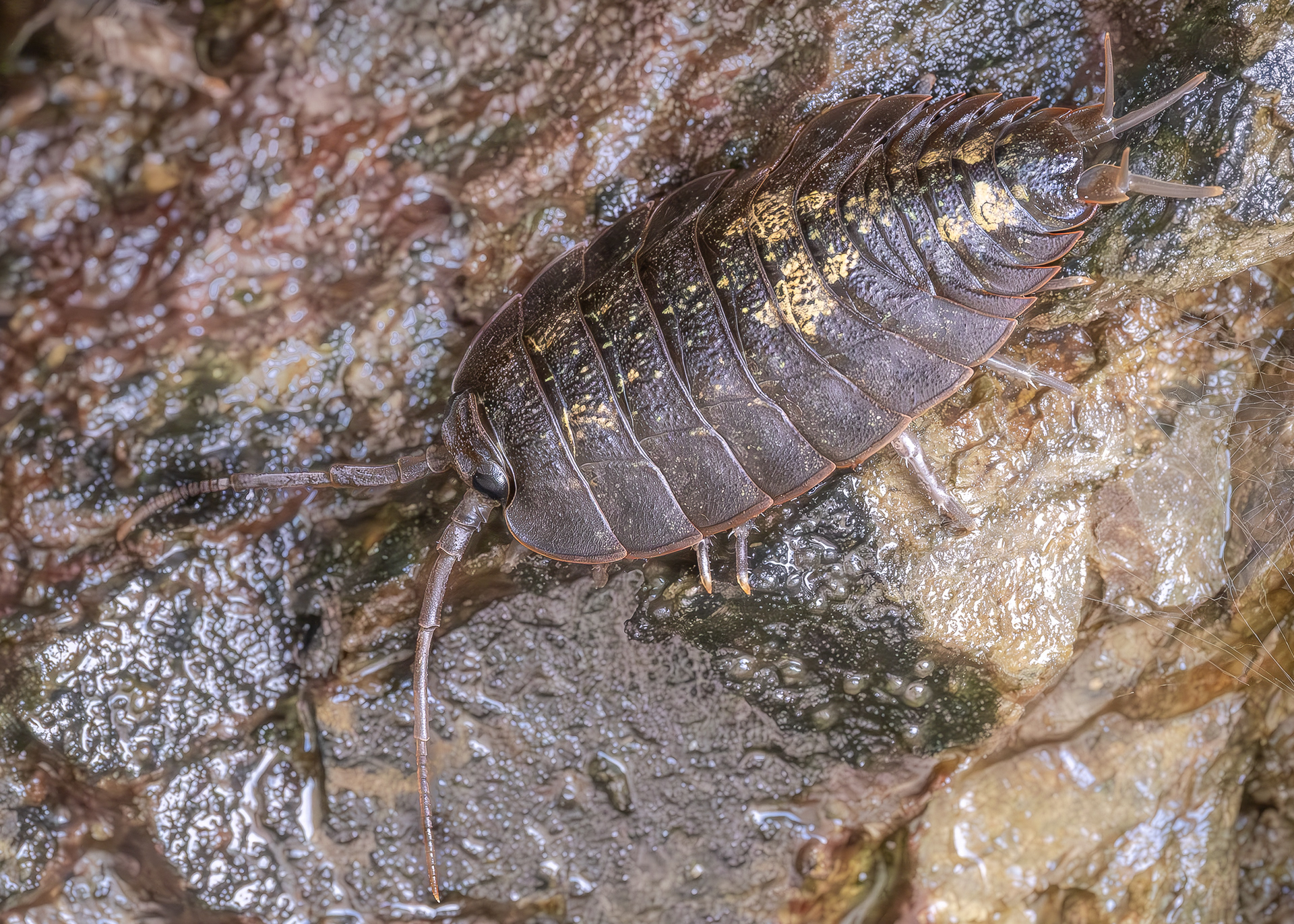 Sleepy Seaslater, Point Colville
