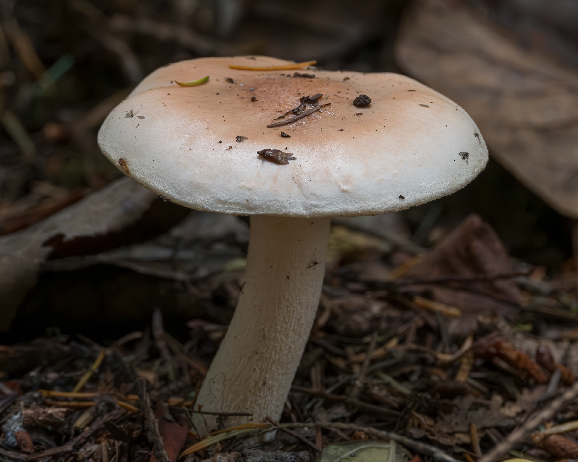 Blushing waxycap (Hygrophorus pudorinus), Spencer Spit