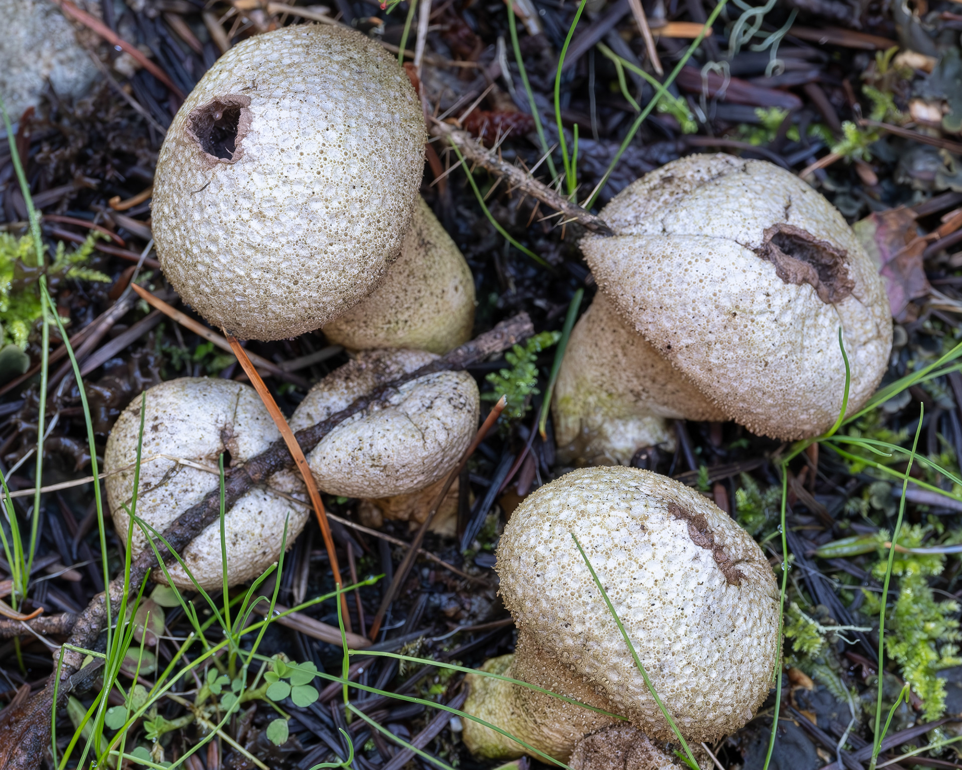 Common puffball (Lycoperdon perlatum), Chadwick Hill