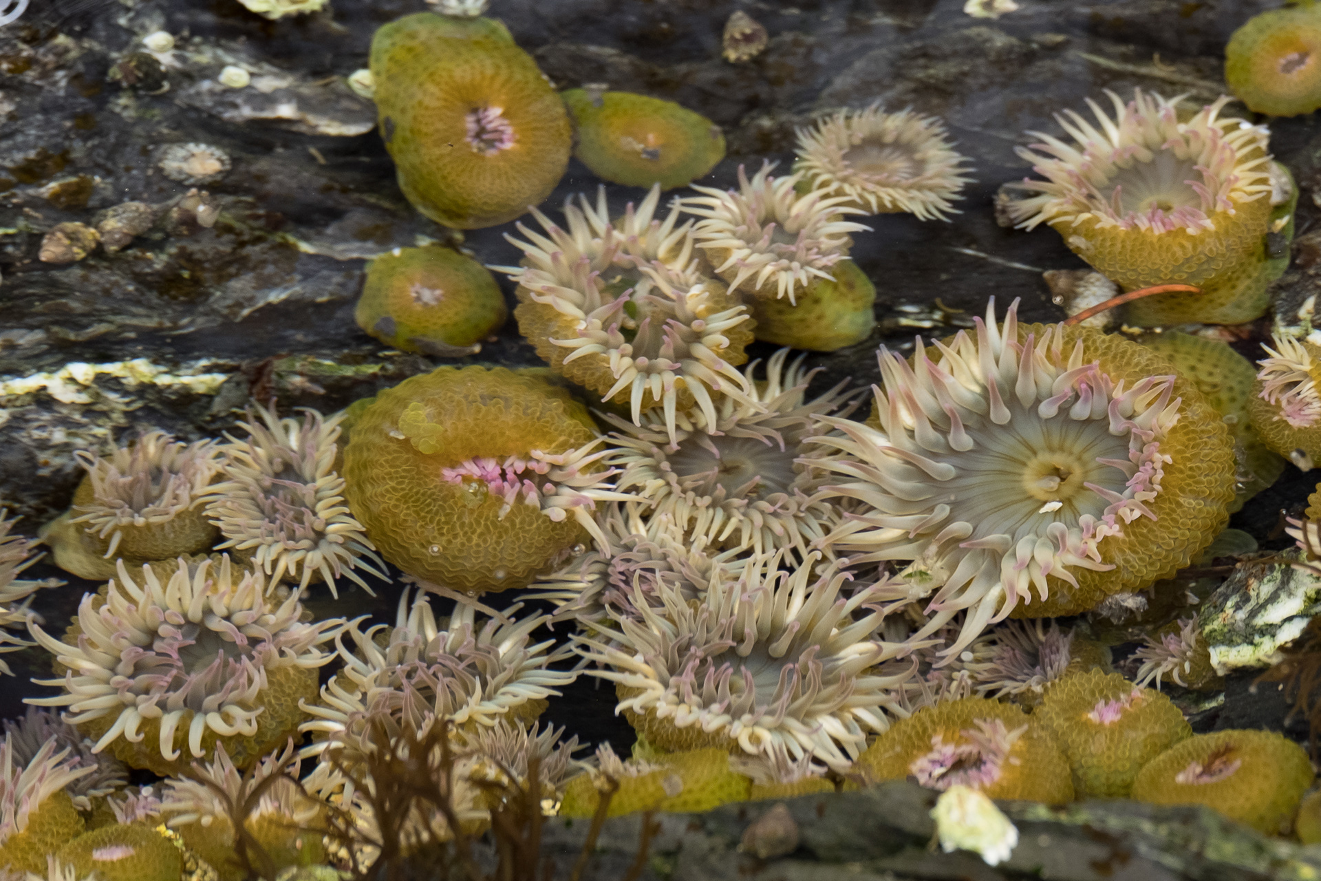 Aggregating anemones, Point Colville