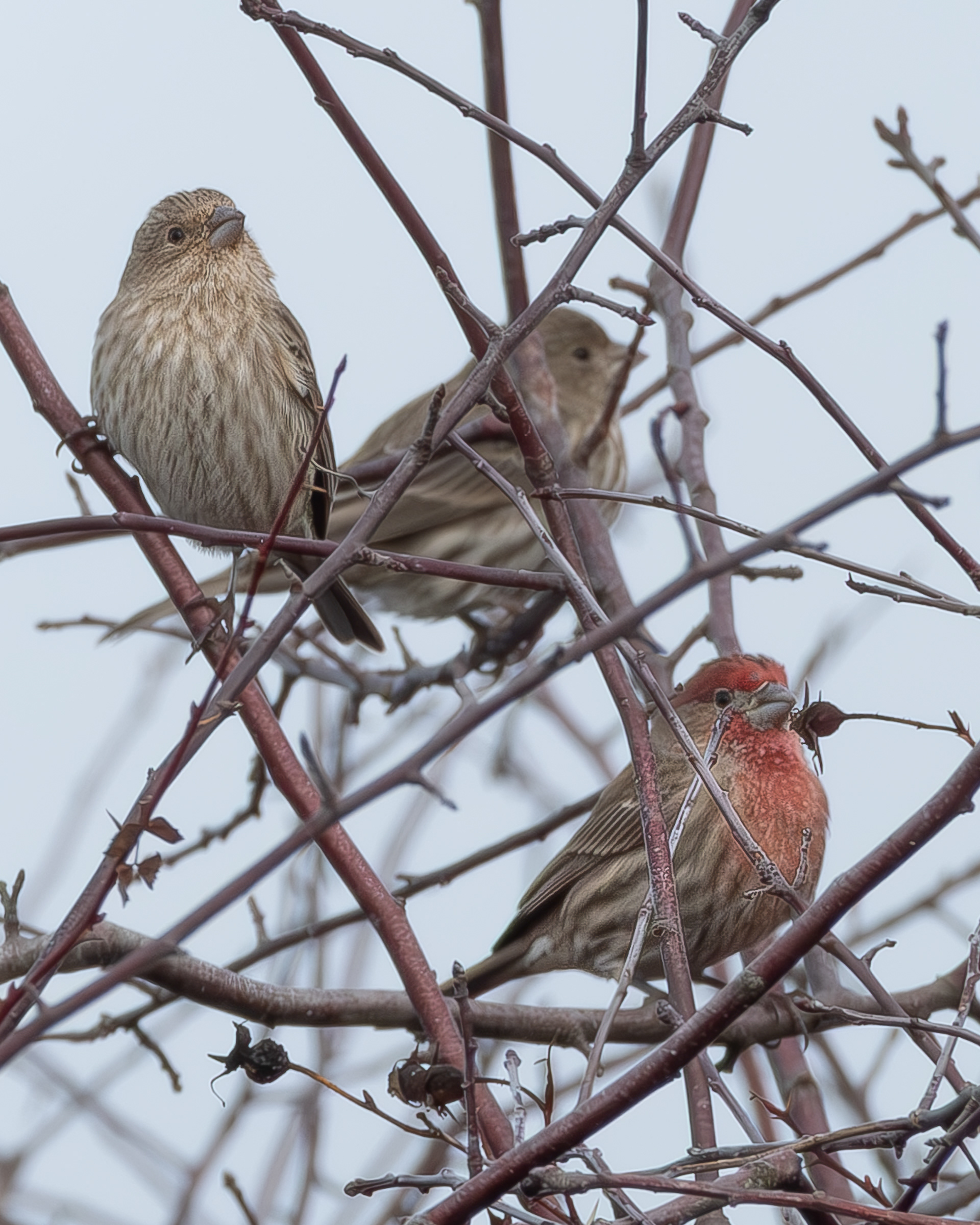 House Finches, Richardson Road
