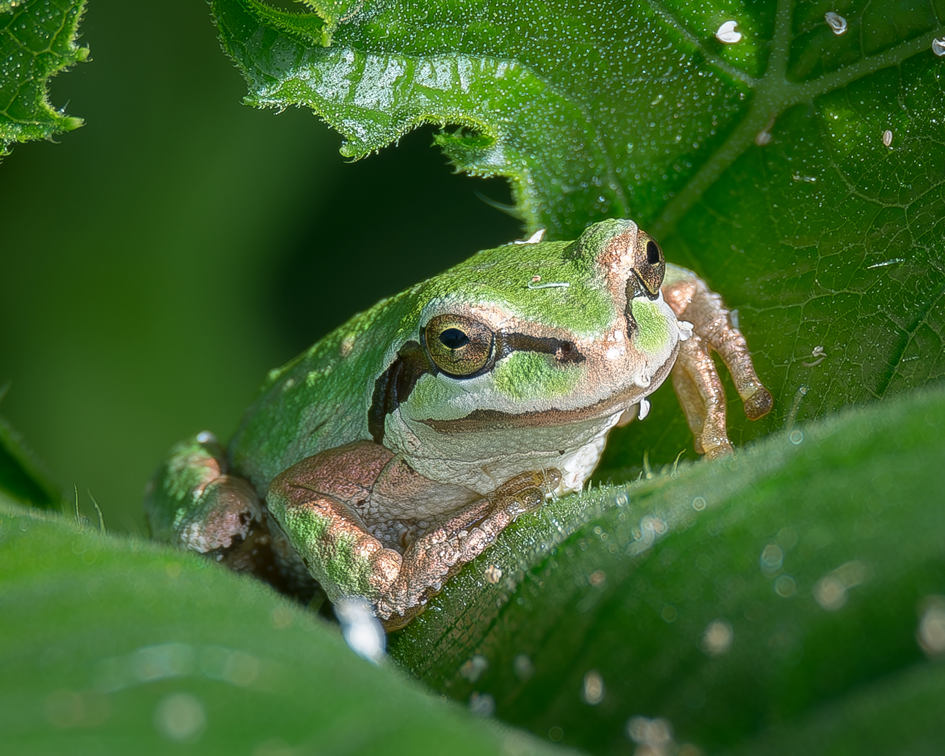 Pacific chorus frog, Kjargaard Road