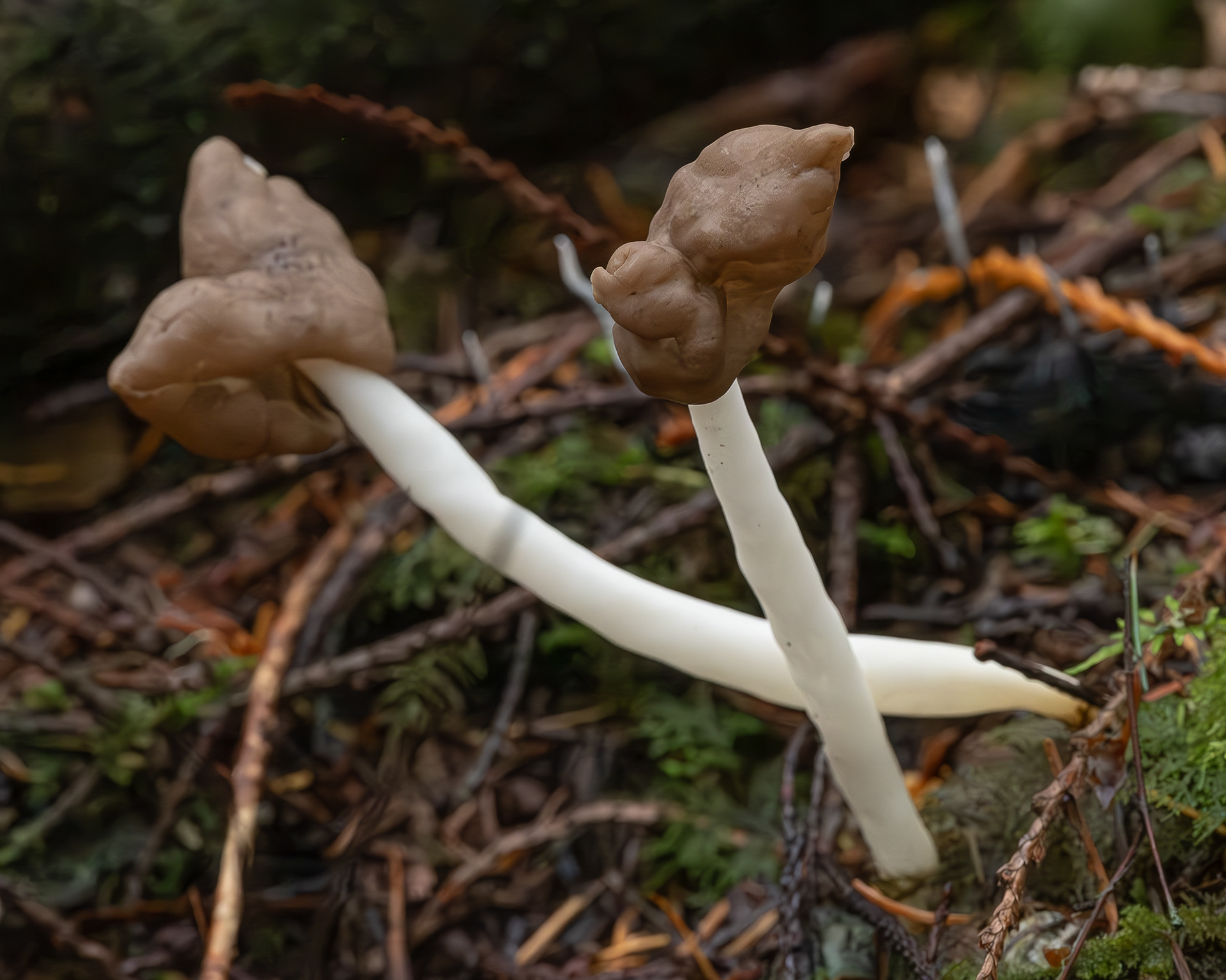 Flexible lorchel (Helvella elastica), Hummel Lake Preserve
