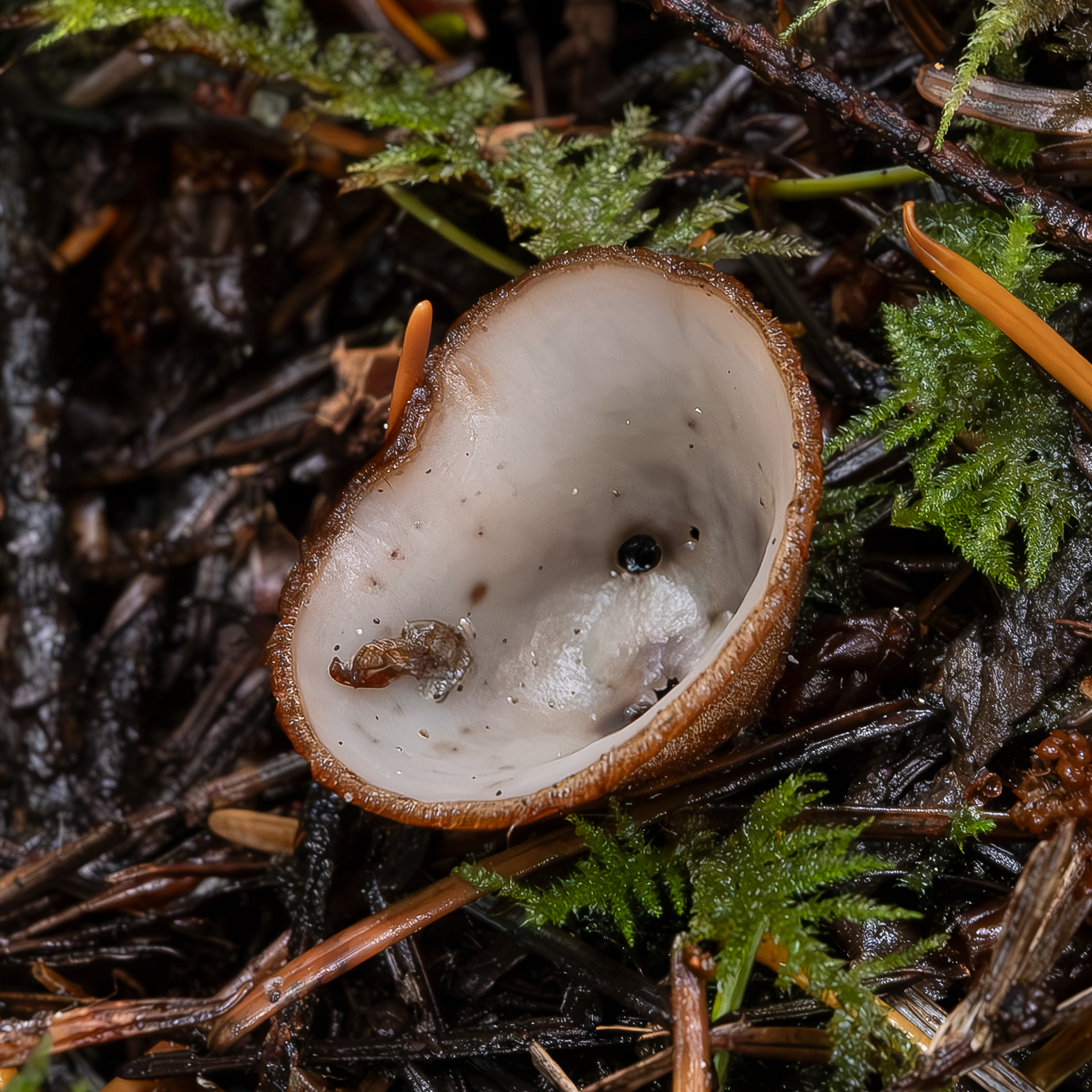 Hairy fairy cup (Humaria hemisphaerica), Lopez Hill