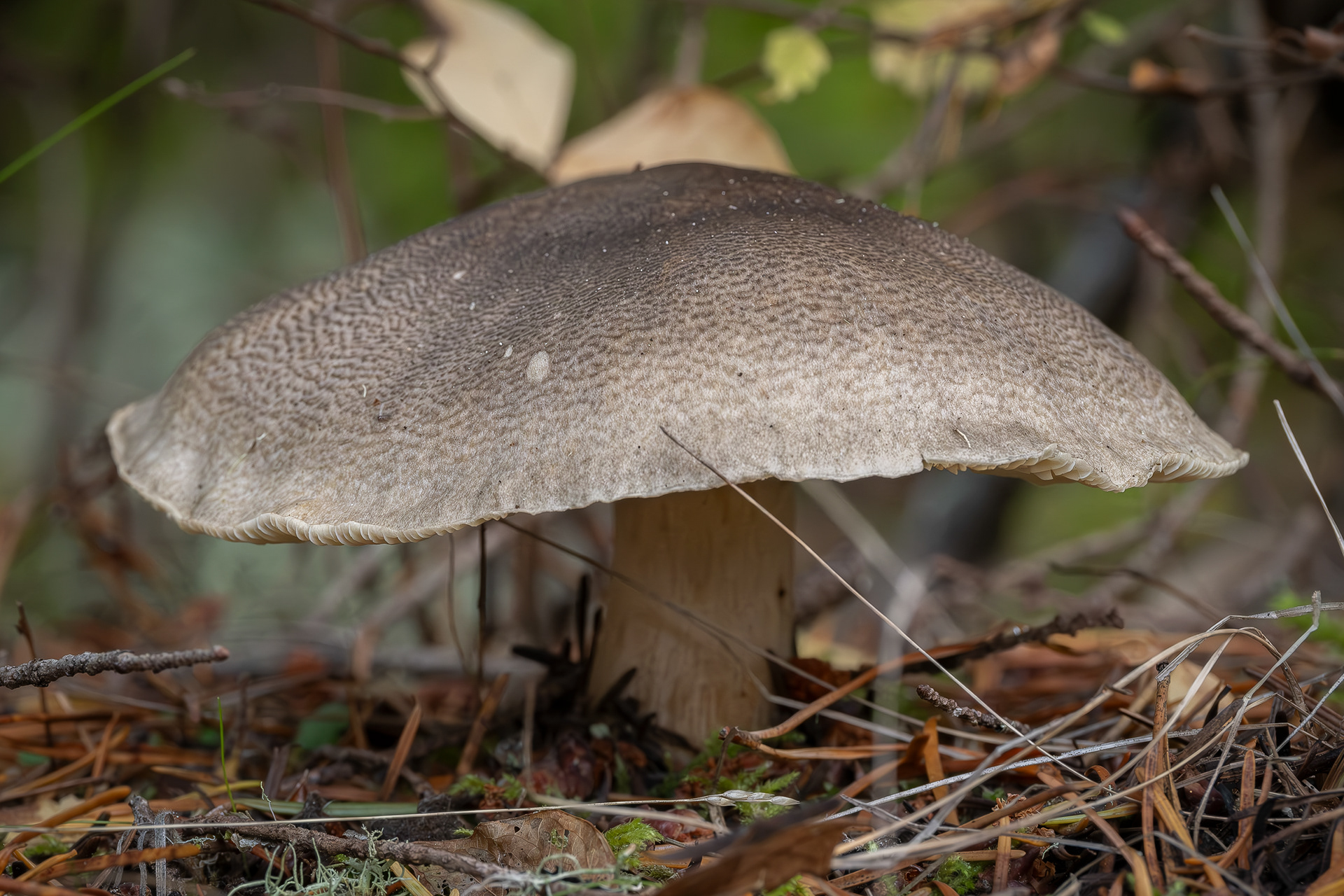 Grey knight (Tricholoma terreum), Lopez Hill