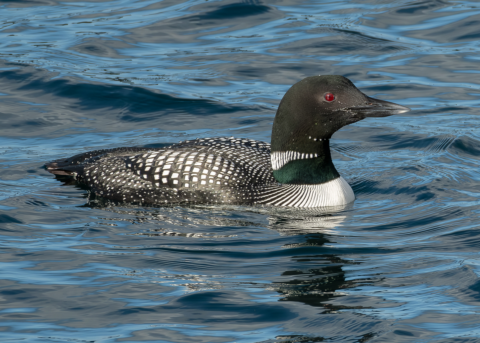 Common Loon, Richardson