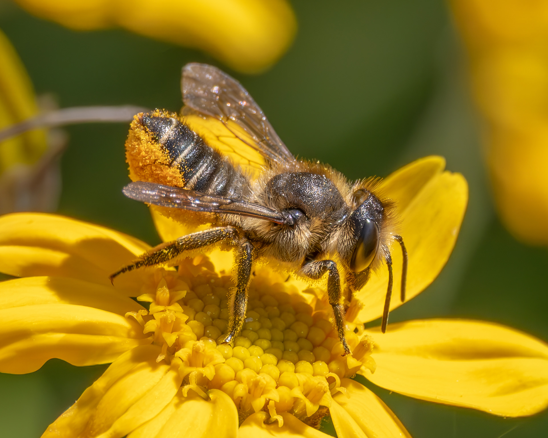 Western Leafcutter Bee (Megachile perihirta), Kjargaard Road