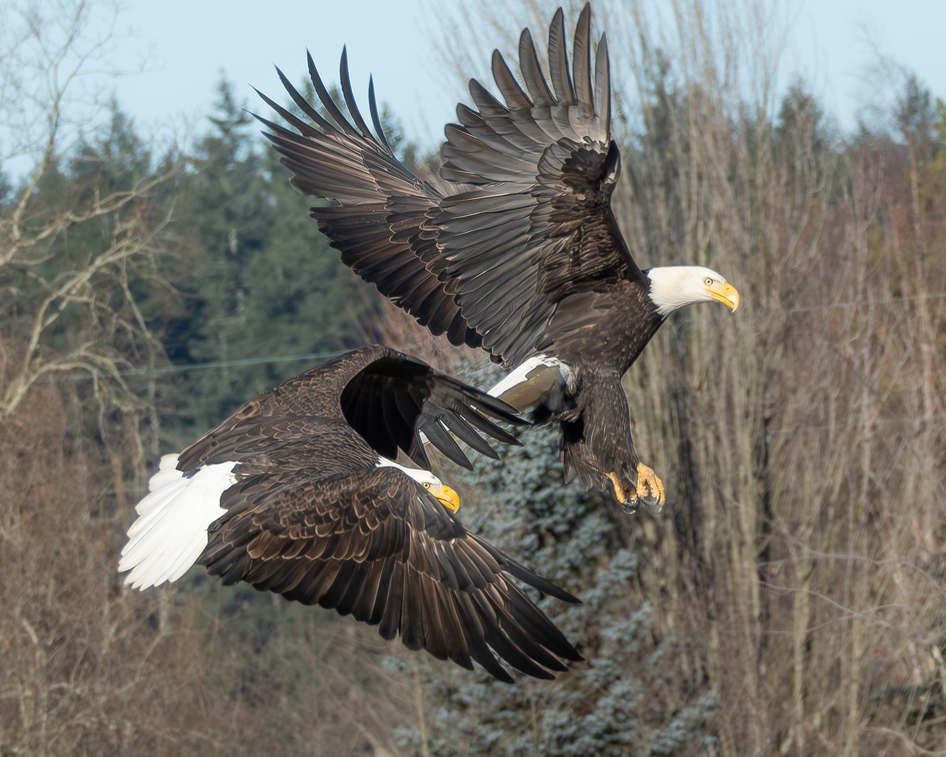 Bald Eagles, Kjargaard Road