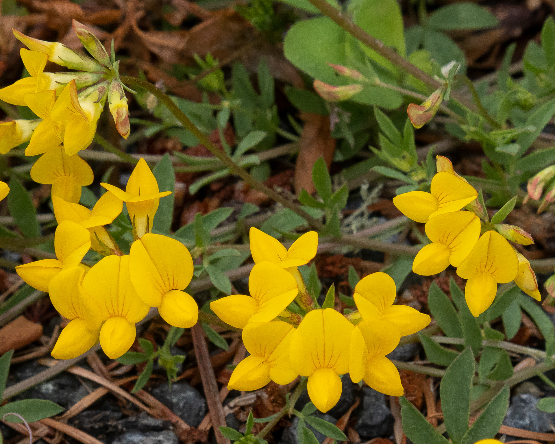 Bird's-foot trefoil (Lotus corniculatus) , Richardson