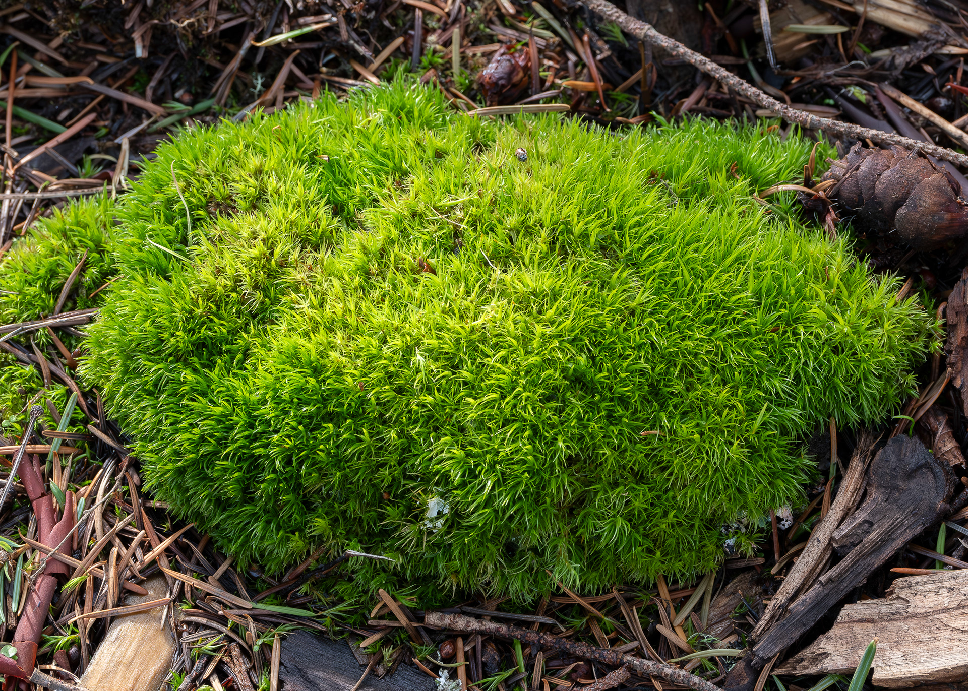 Broom forkmoss (Dicranum scoparium)