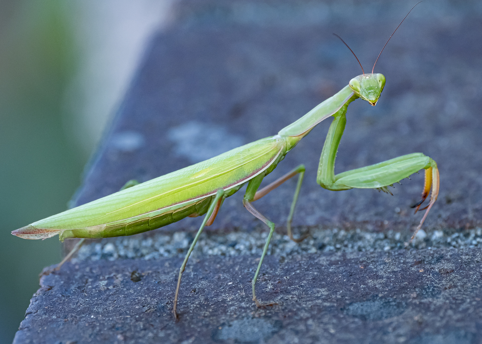 Praying mantis, Kjargaard Road