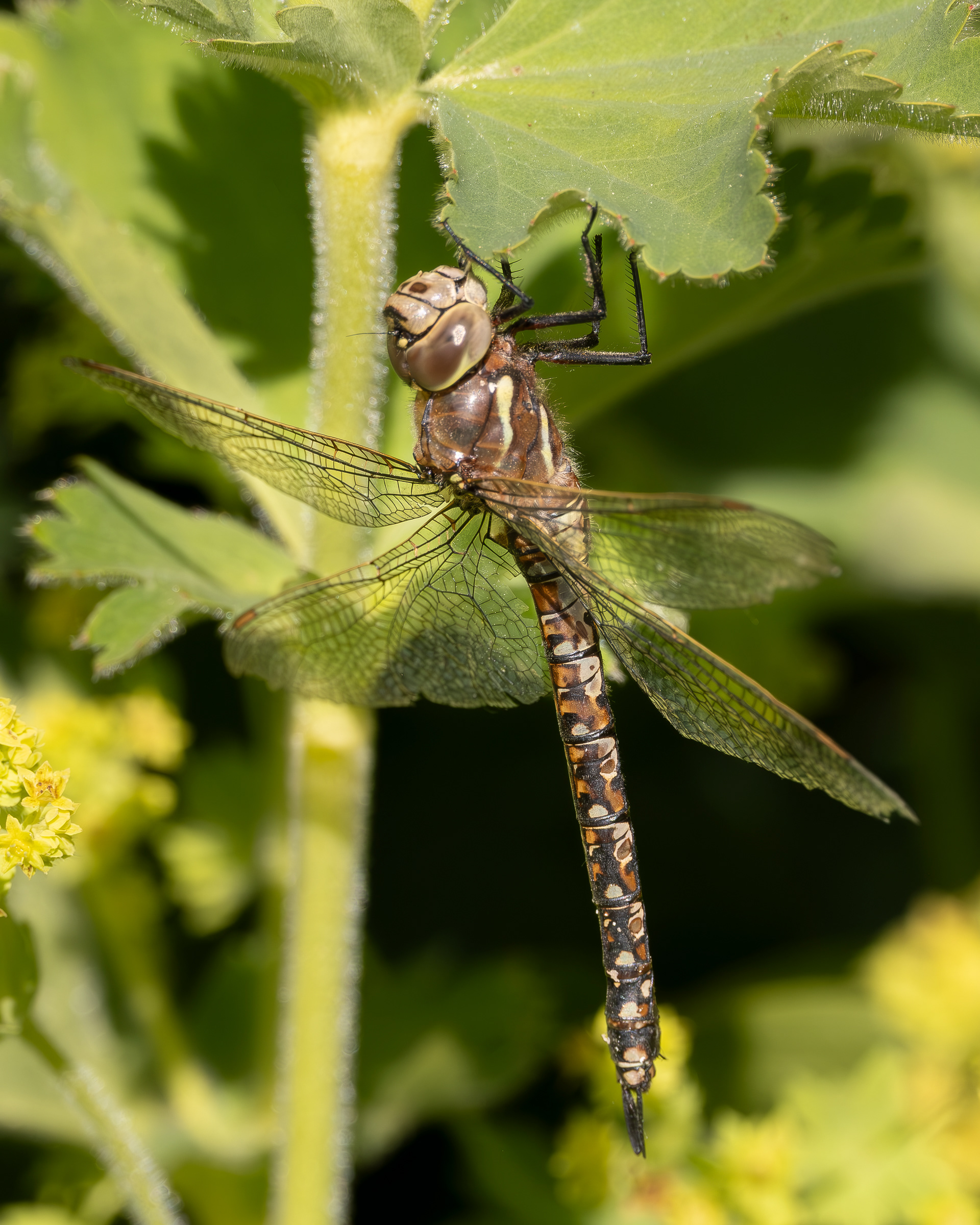 California Darner (Rhionaeschna californica), Kjargaard Road