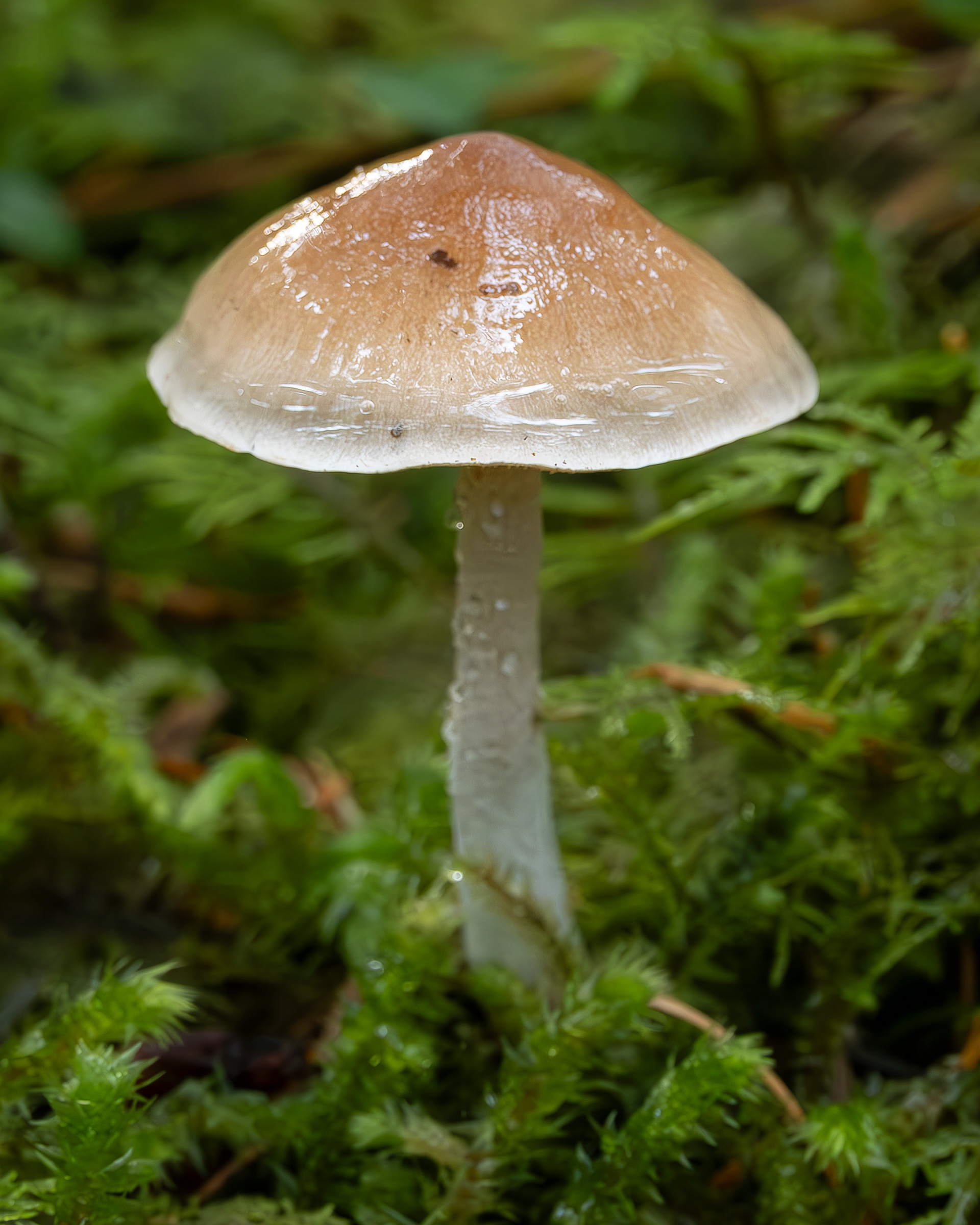 Hypholoma dispersum, Point Colville