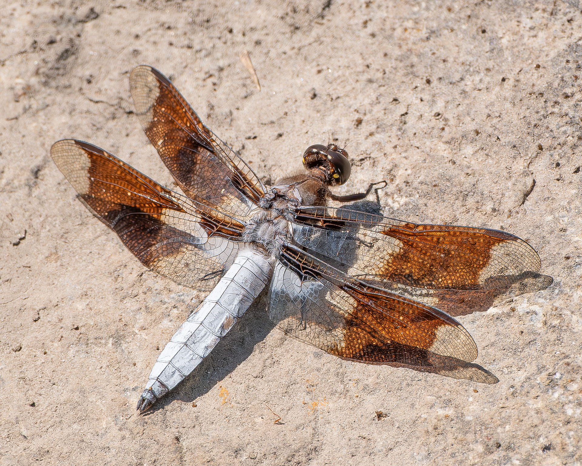 Common Whitetail (Plathemis lydia), Kjargaard Road