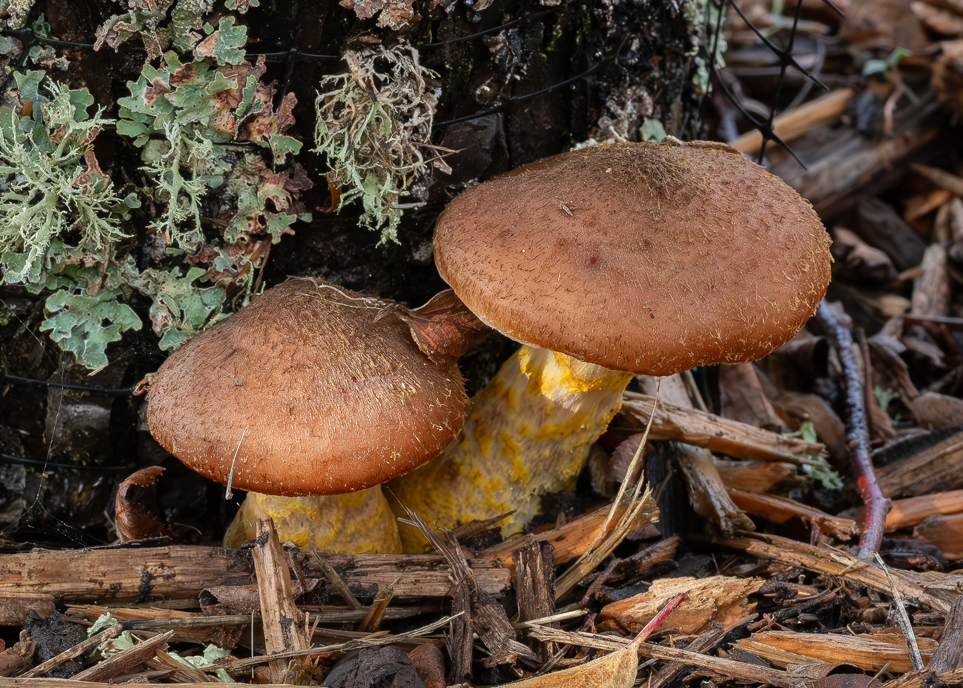 Honey mustard mushroom (Armillaria sinapina), Kjargaard Road
