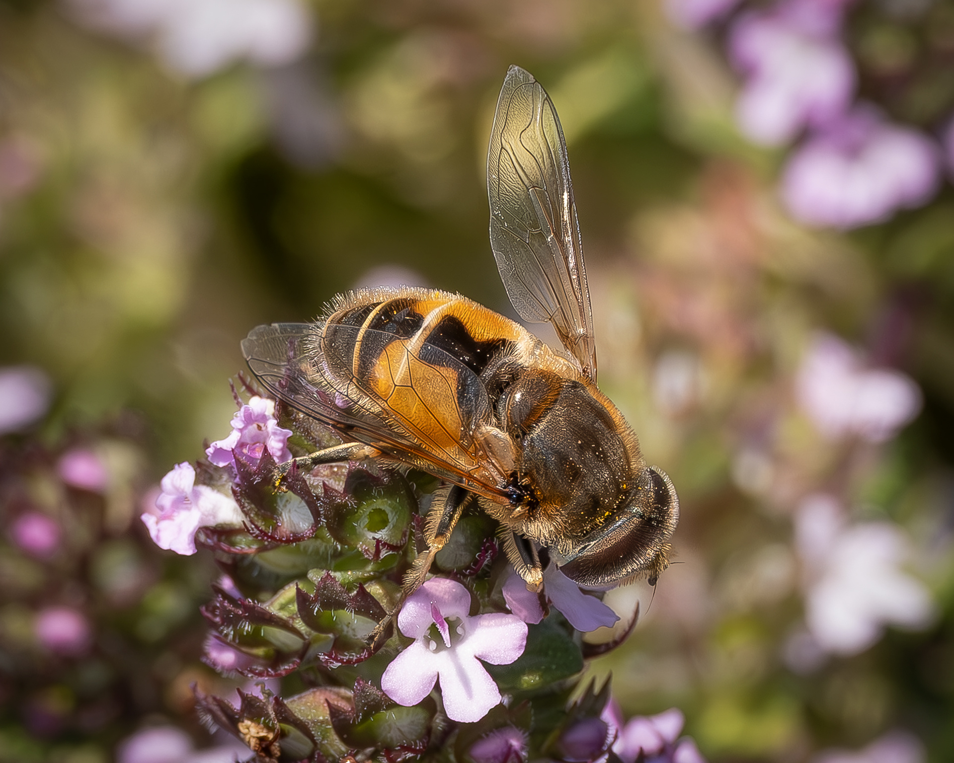 Eurasian Drone Fly (Eristalis arbustorum), Kjargaard Road