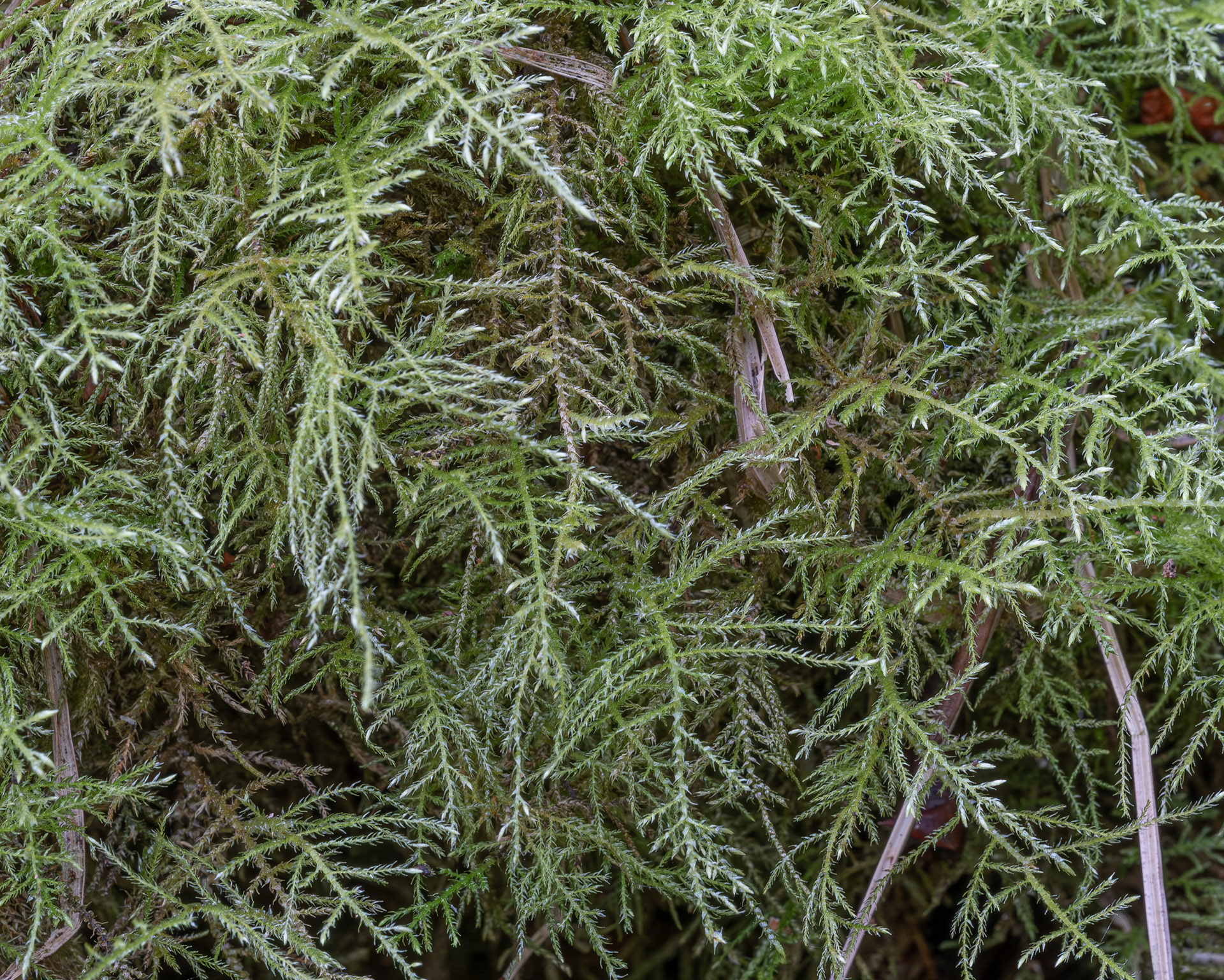 Common Feather-moss, (Kindbergia praelonga), Hummel Lake Preserve