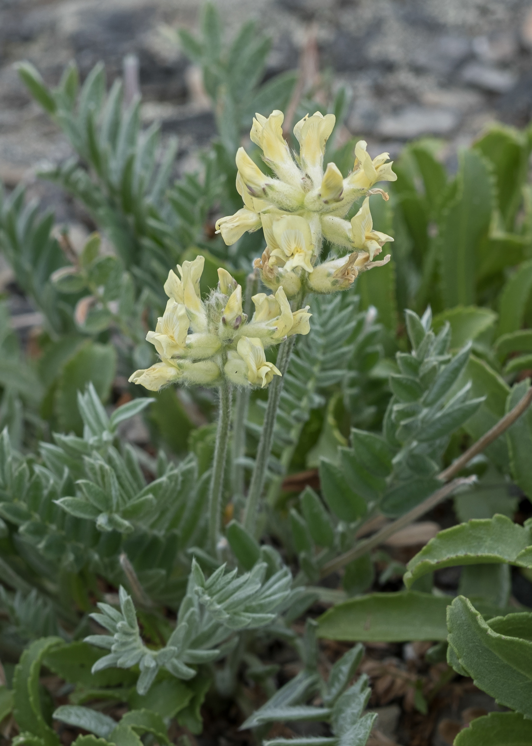 Field locoweed (Oxytropis campestris), Iceberg Point