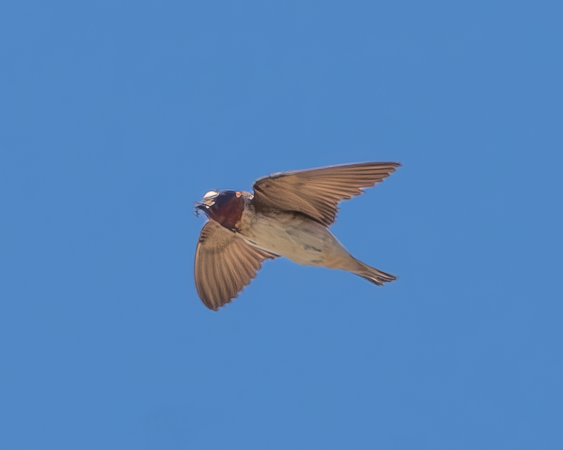 Cliff Swallow, Port Stanley School